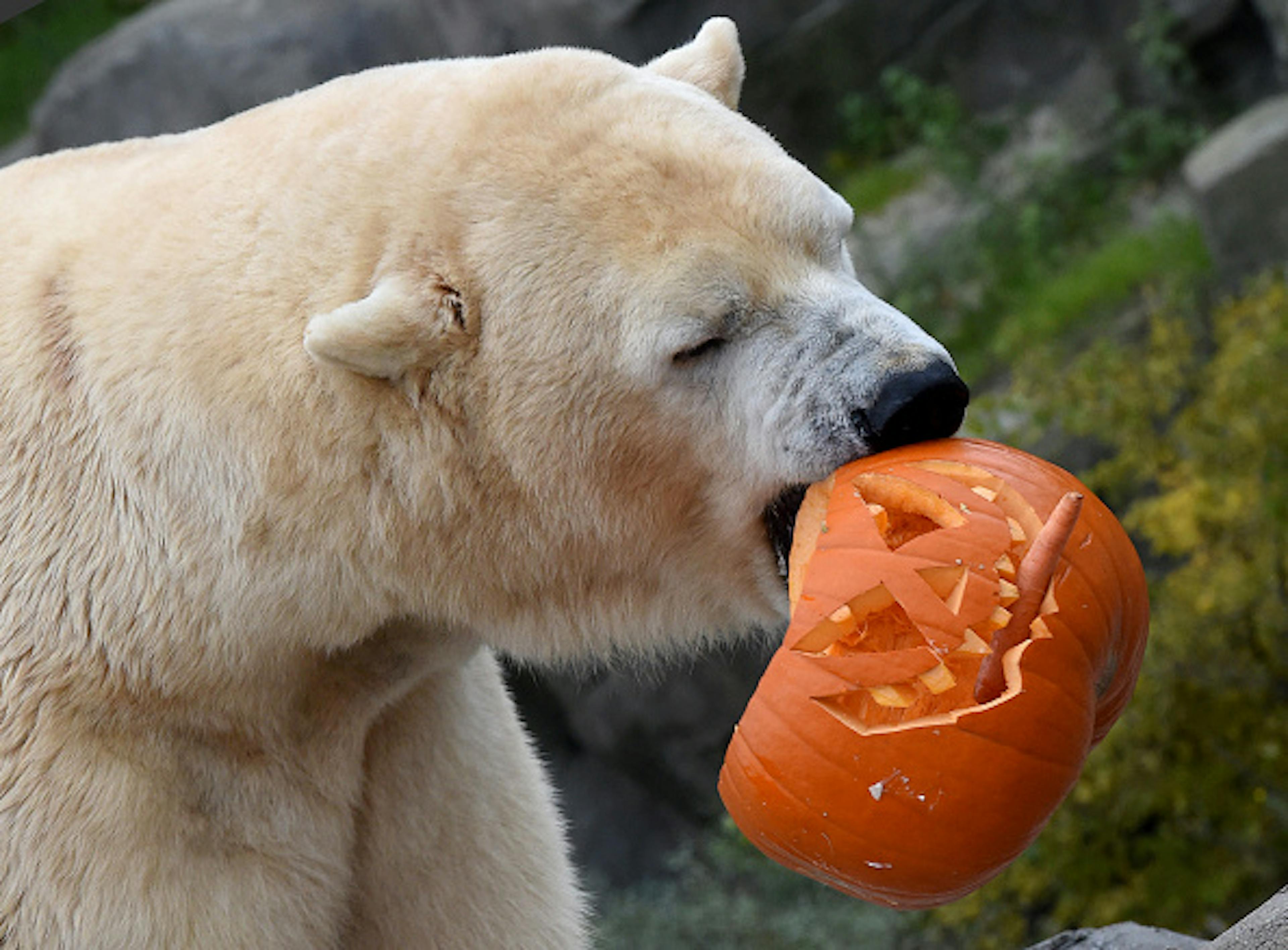 Polar bear Sprinter bites into a pumpkin carved with Halloween faces in the Adventure Zoo in Hanover, Germany, 22 October 2015.