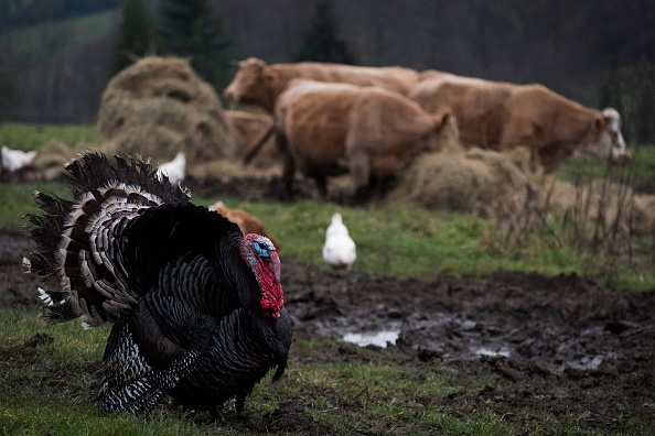 This picture shows a turkey standing next to cows in a field in Douville-en-Auge, northwestern France, on December 29, 2018. 