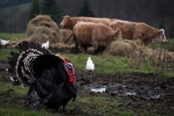 This picture shows a turkey standing next to cows in a field in Douville-en-Auge, northwestern France, on December 29, 2018.