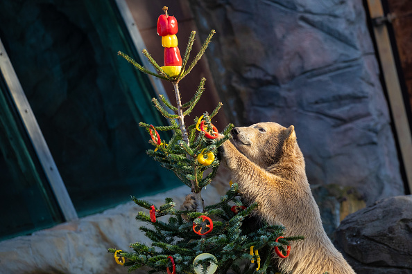 21 December 2020, Lower Saxony, Hanover: Nana the polar bear eats slices of peppers hanging from a Christmas tree at Hannover Adventure Zoo.