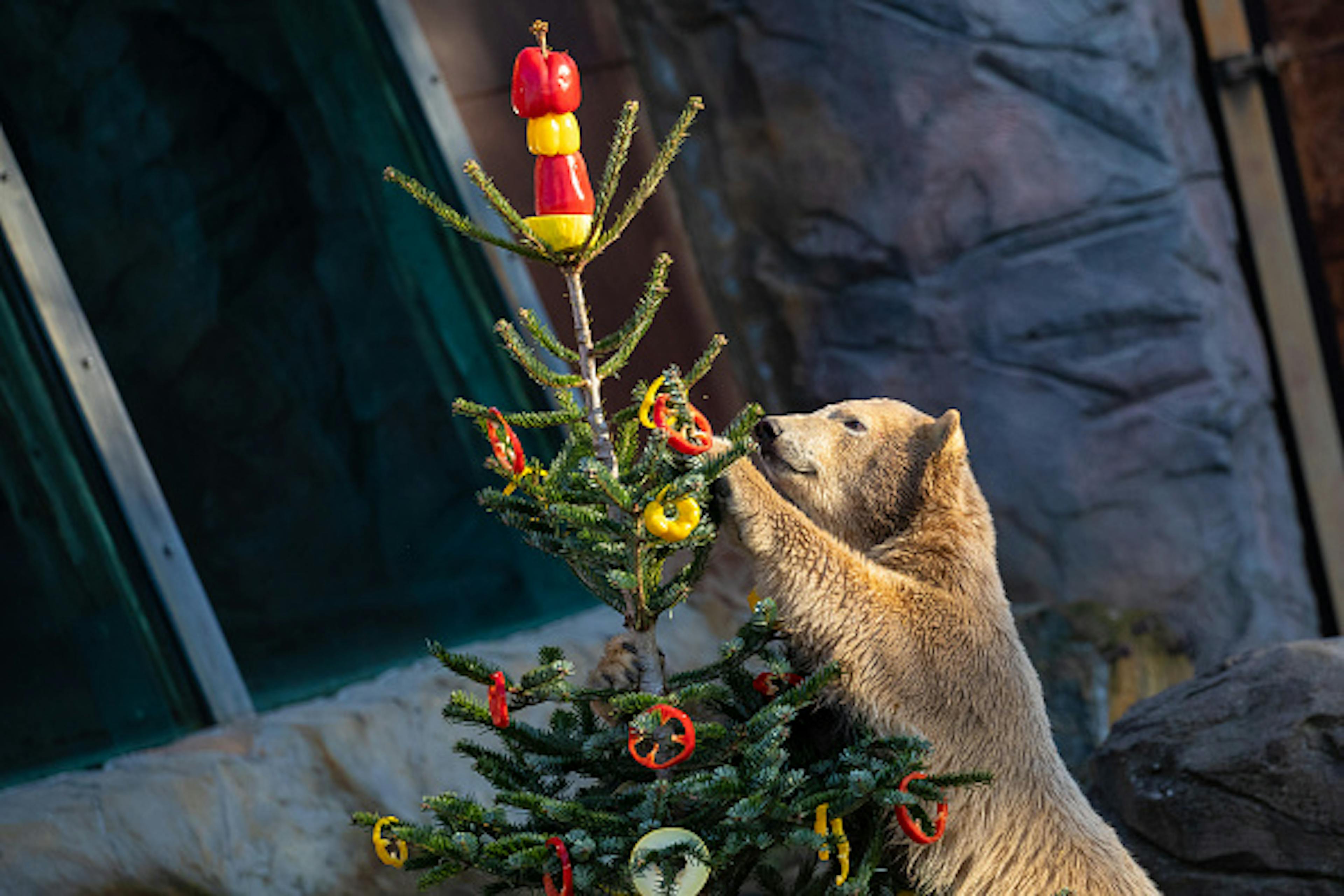 21 December 2020, Lower Saxony, Hanover: Nana the polar bear eats slices of peppers hanging from a Christmas tree at Hannover Adventure Zoo.