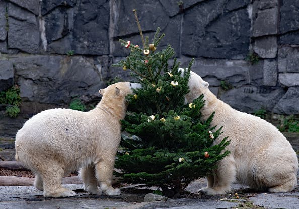 23 December 2020, Berlin: Shortly before Christmas, the polar bears Tonja and Hertha received a Christmas tree decorated with goodies in the zoo.