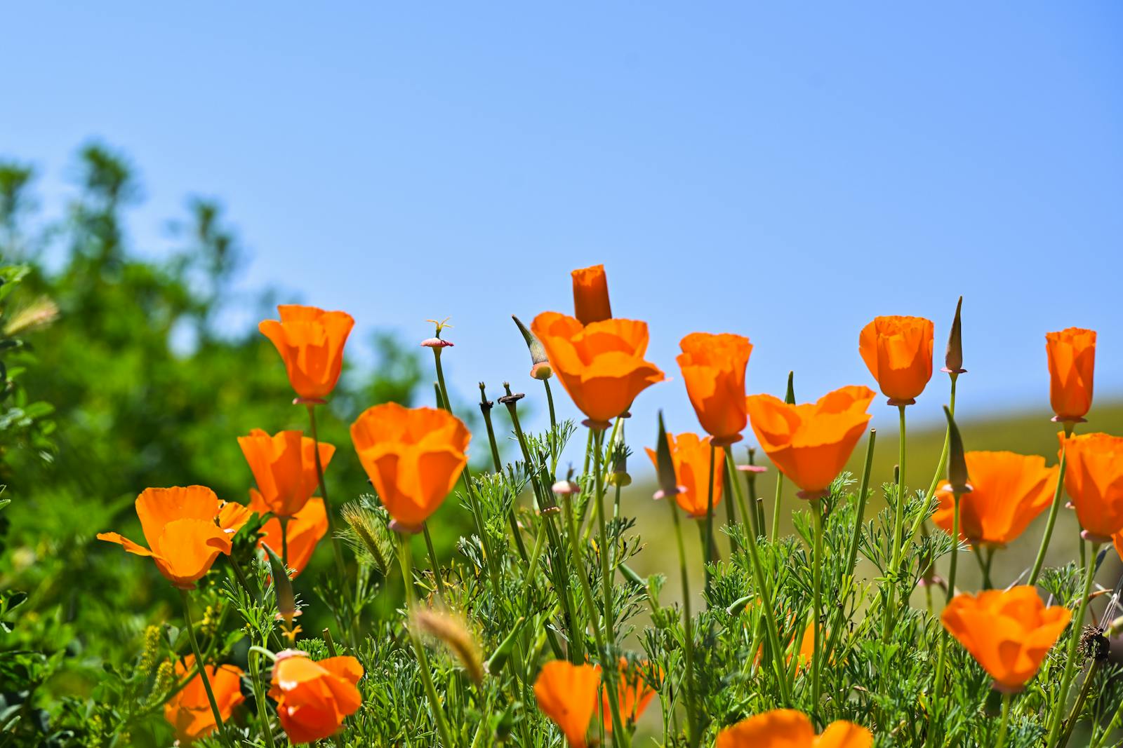 Bloom Energy blossoms after reporting Q3 numbers  thumbnail