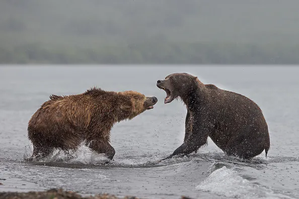 Bears fighting