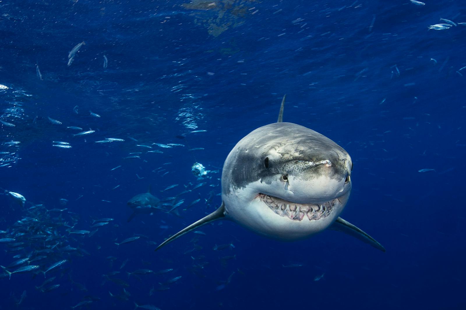 Etsy’s boom is over. Now sharks are starting to circle. thumbnail