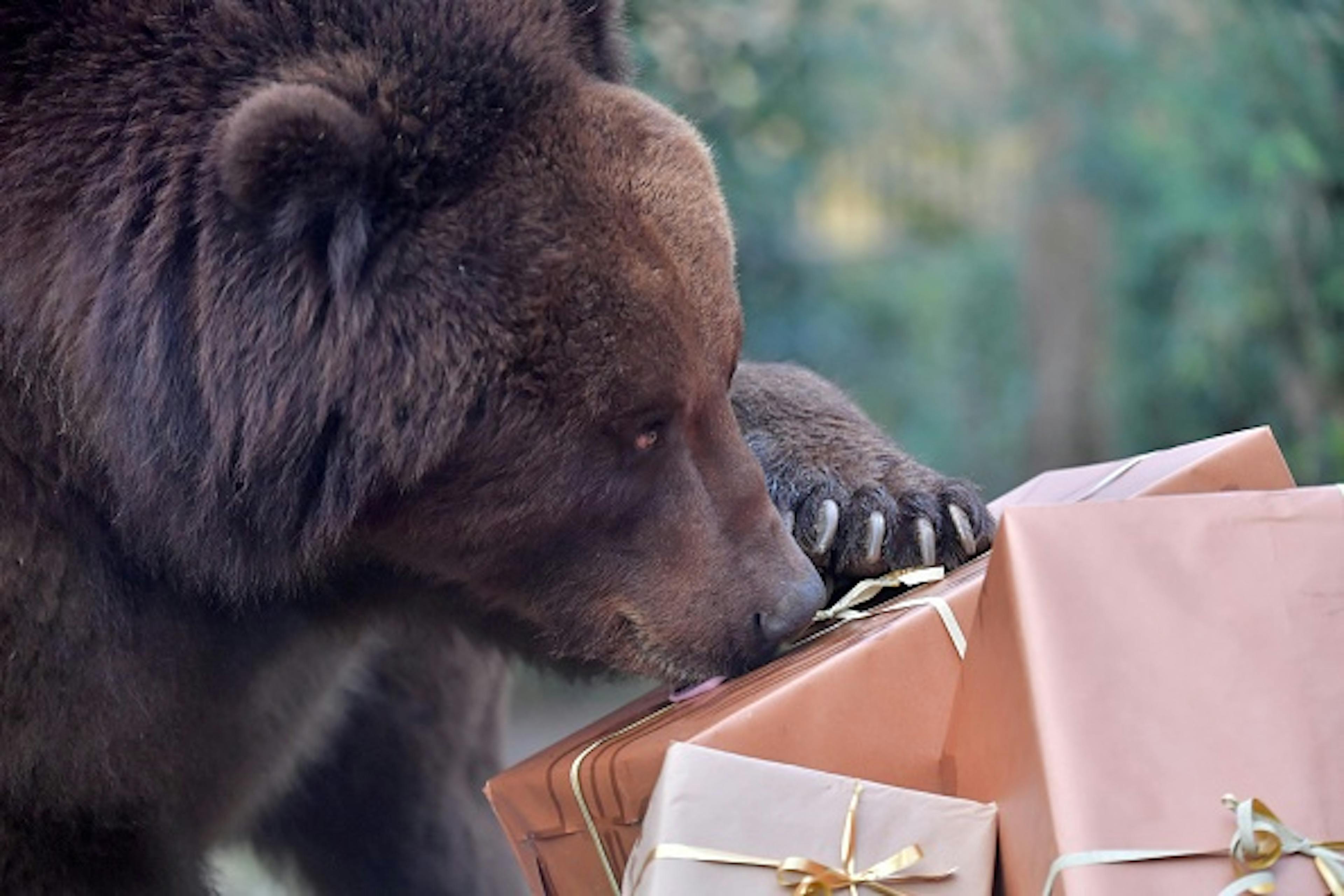 A grizzly bear attempts to open Christmas presents given to them by their keepers, at the La Fleche Zoo, western France, on December 23, 2024.