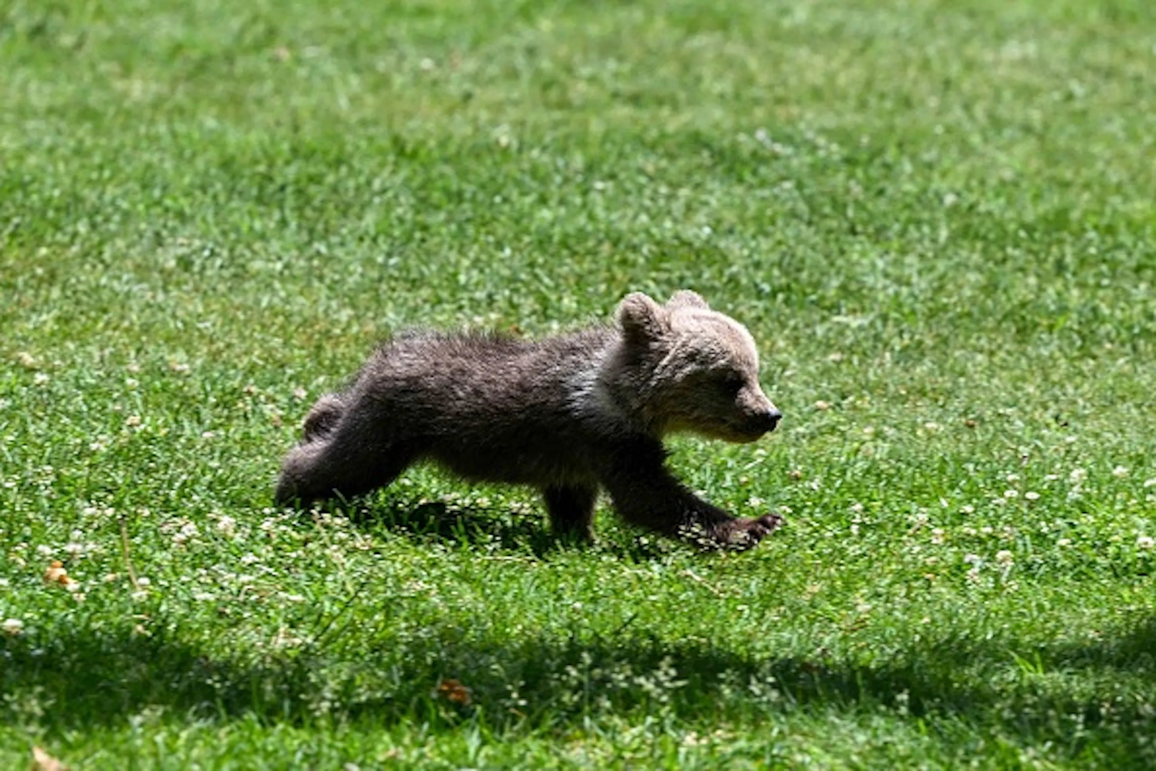 Baby bear cub
