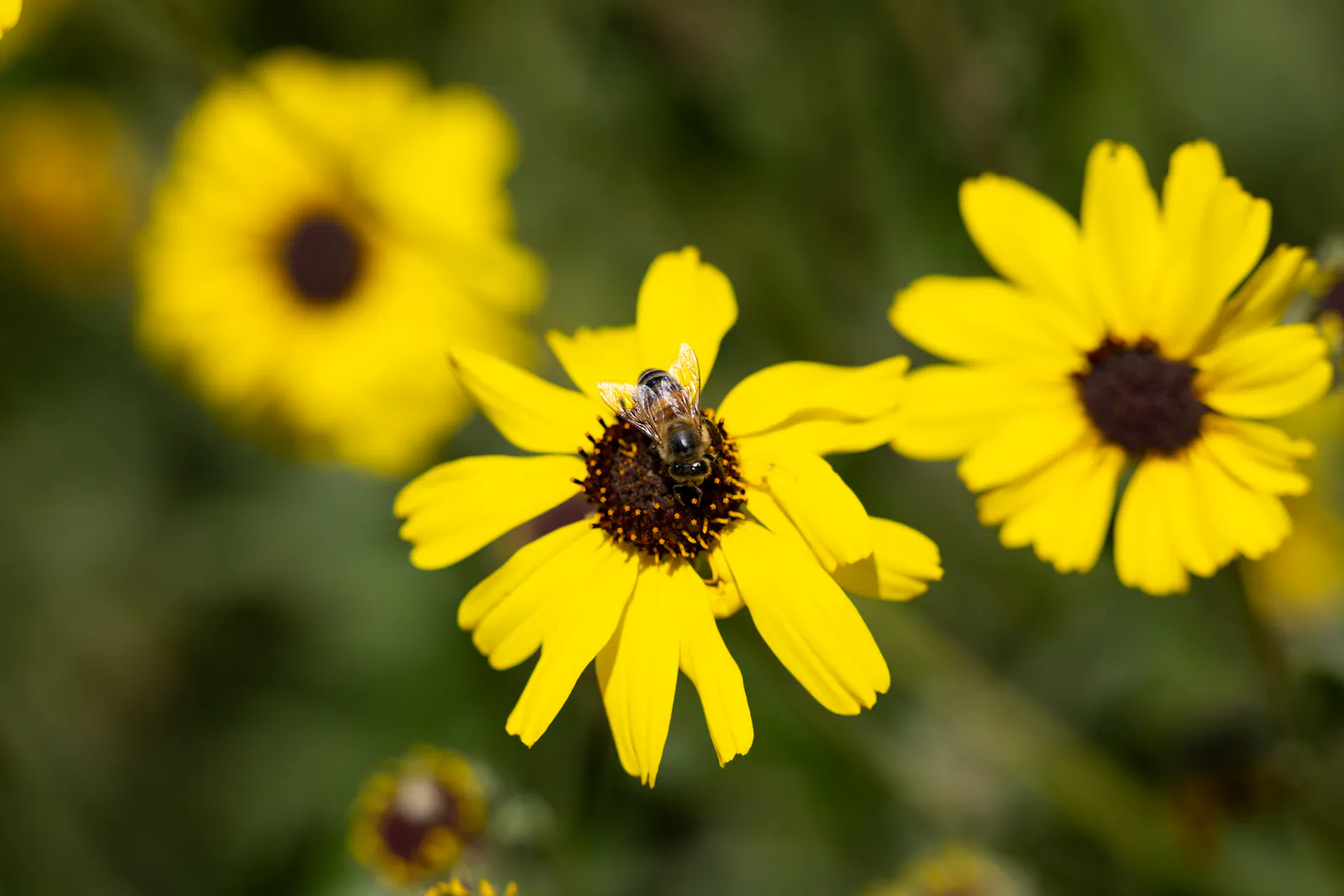 Bloom Energy spikes after vastly expanding its deal to supply fuel cells to Oracle thumbnail