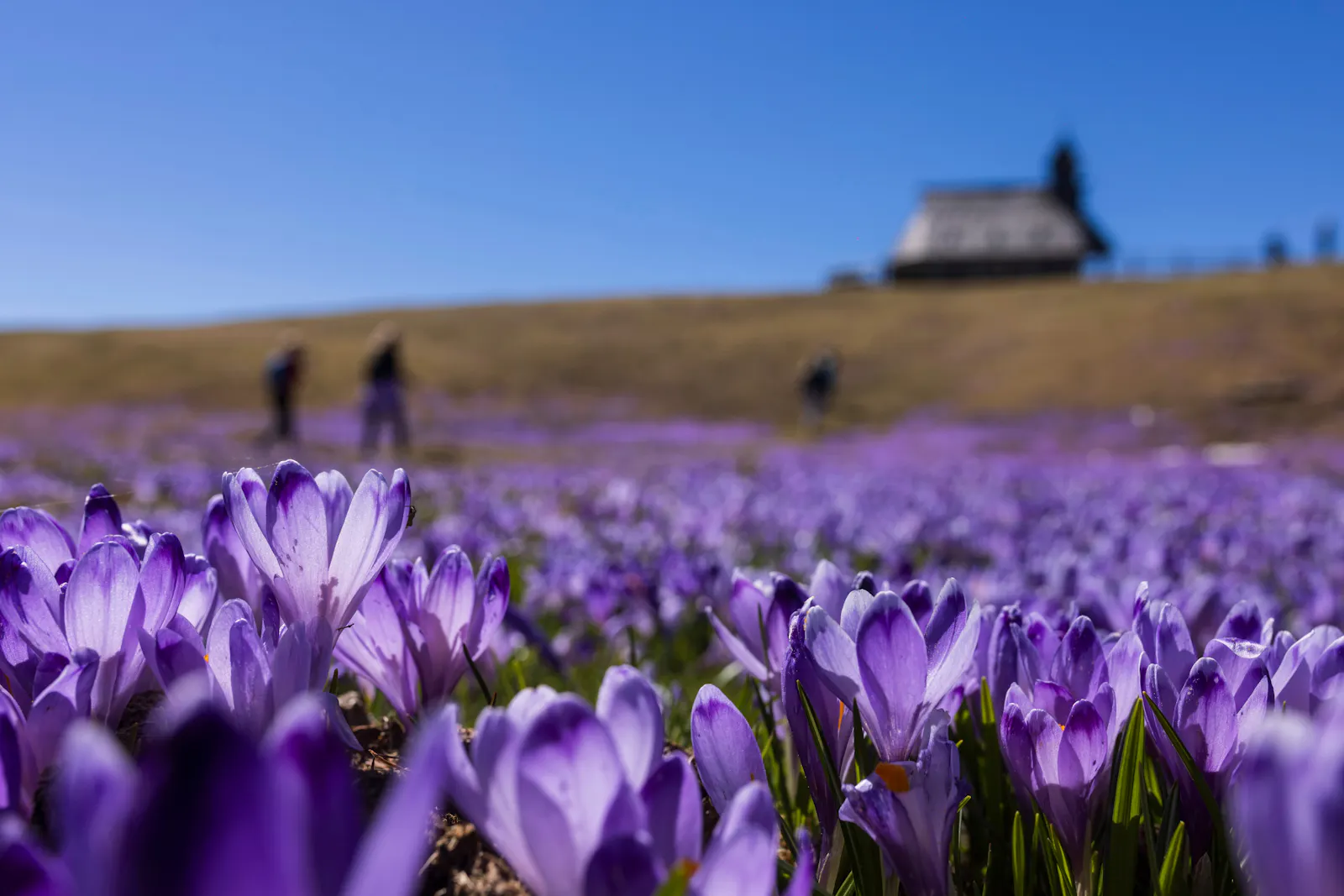 Bloom Energy surges after reporting huge Q1 revenue beat, big guidance hike thumbnail