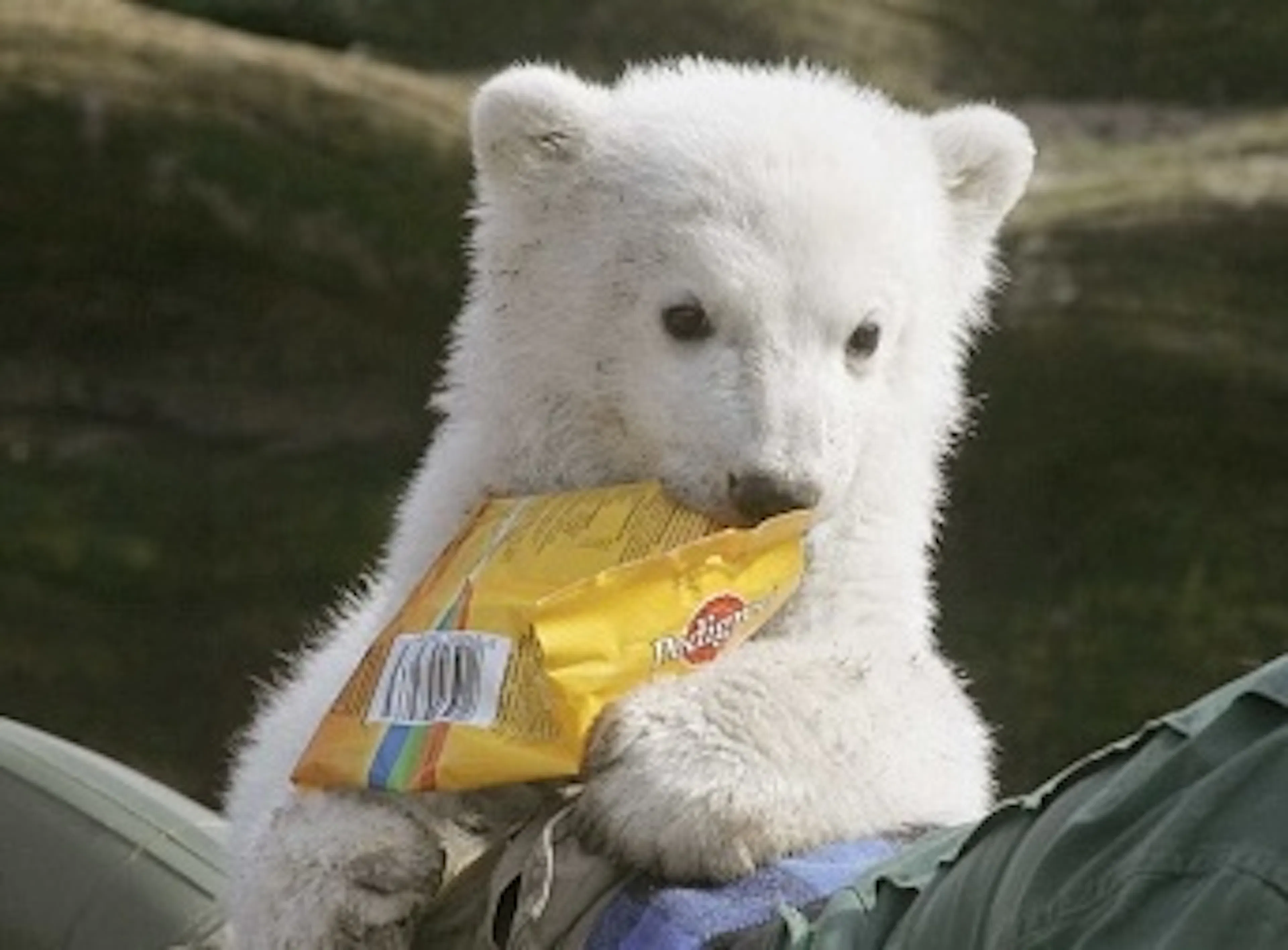 Bear eating chips