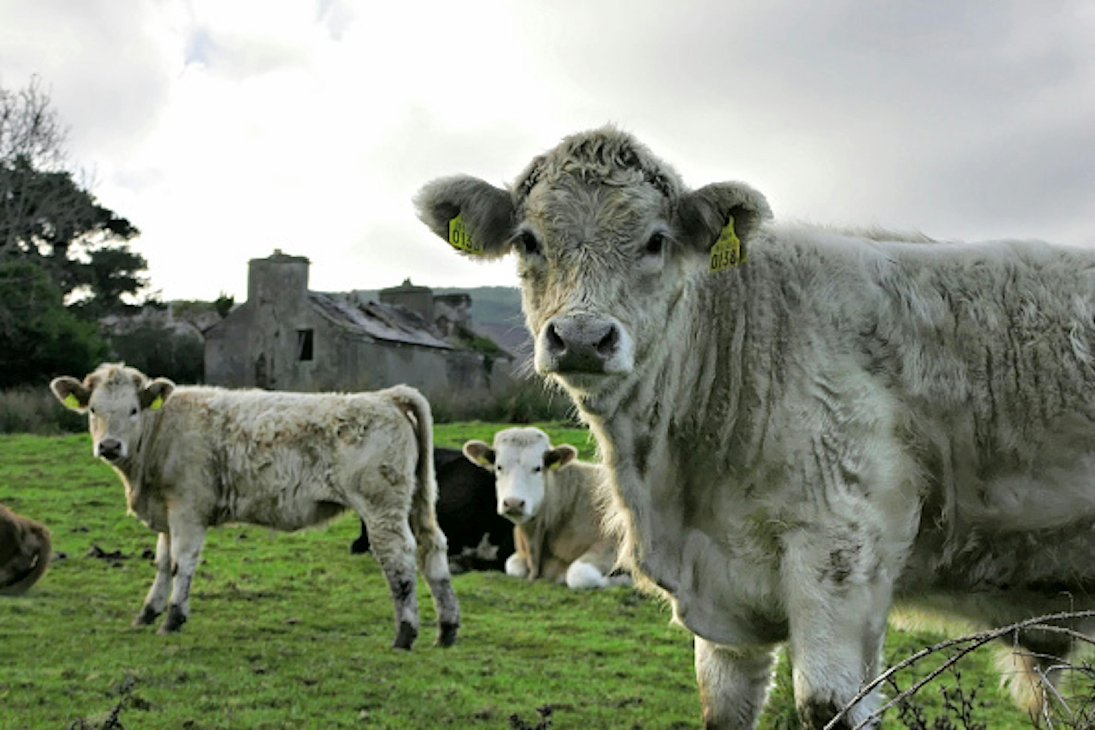 (GERMANY OUT) White cows in a field, Connemara County Galway, Ireland 