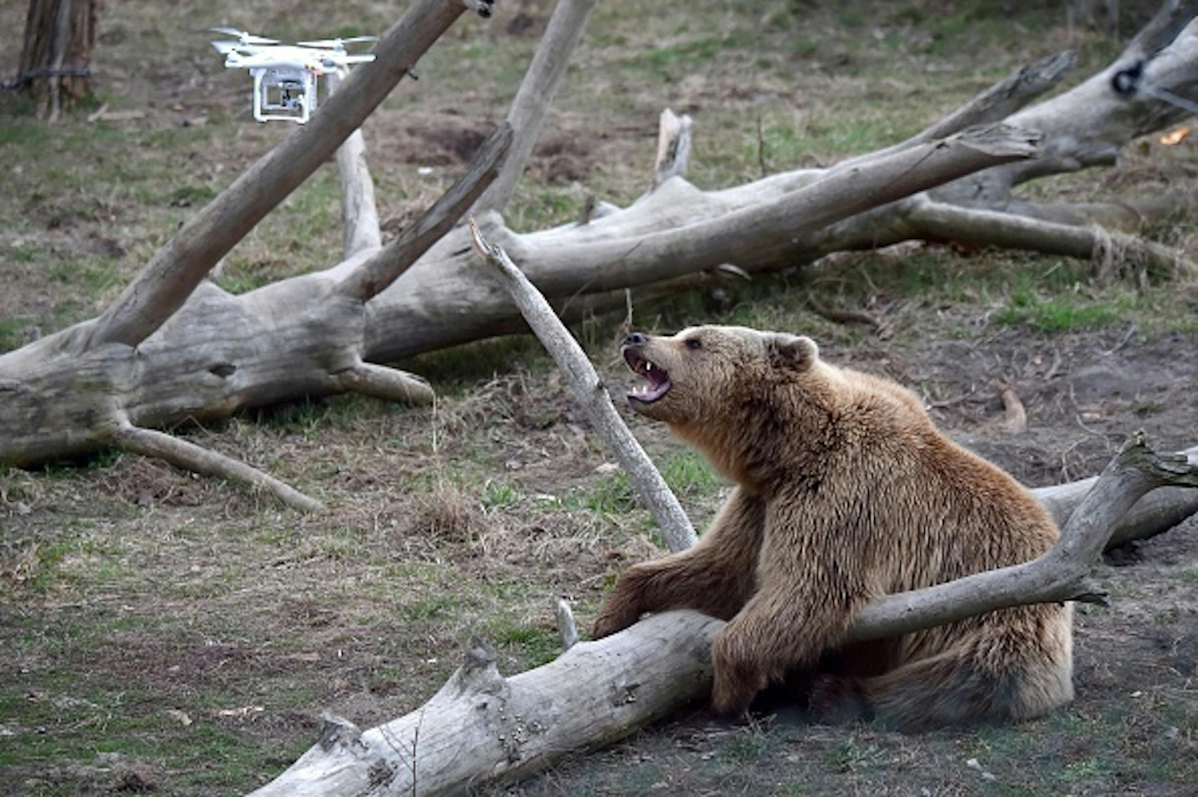 A brown bear reacts to a quadrocopter drone launched by a visitor in a shelter for bears rescued from circuses and private restaurants of Ukraine, near Zhytomyr, some 150 km west of Kiev, on March 24, 2017. 