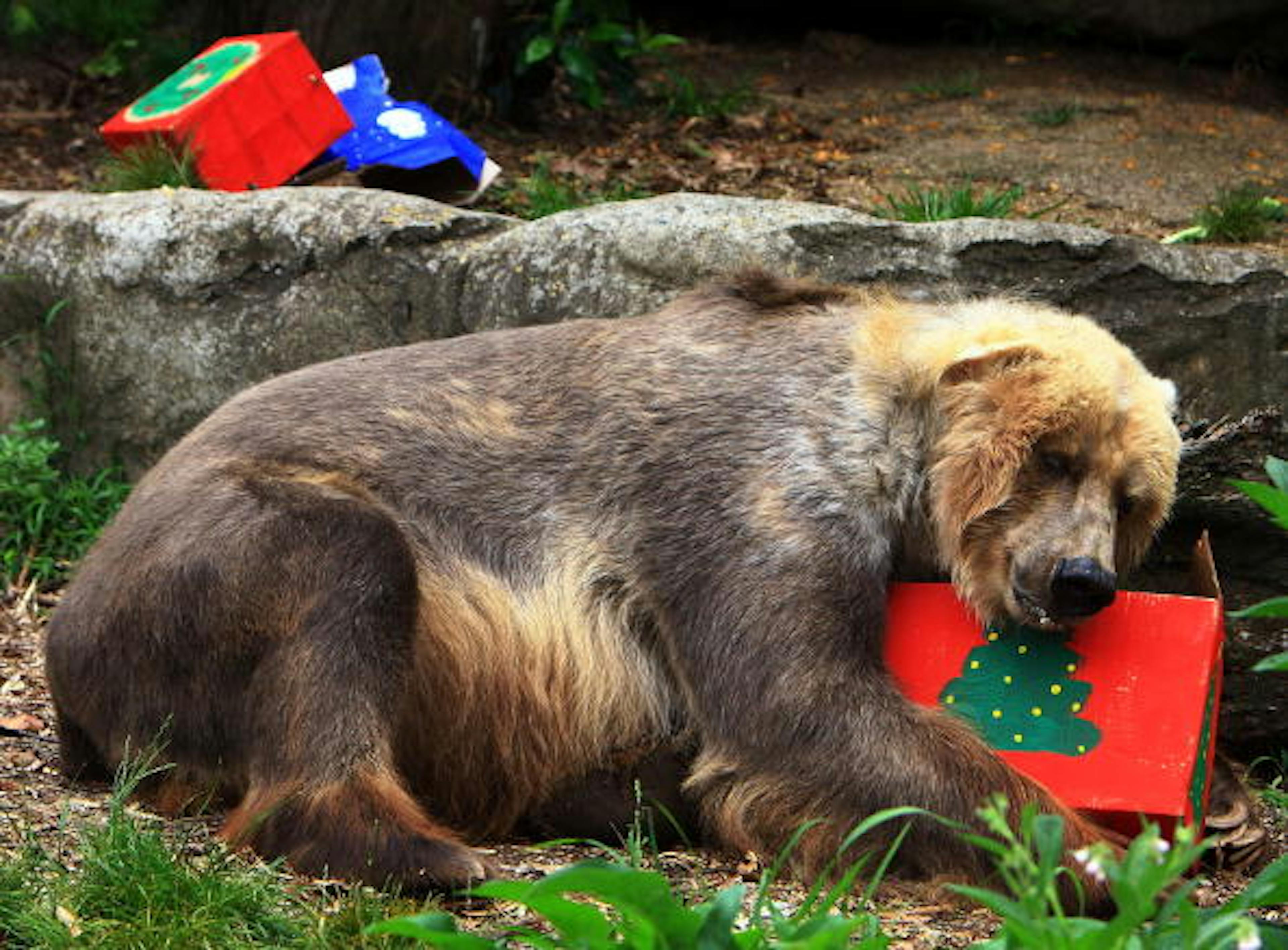 SYDNEY, AUSTRALIA - DECEMBER 20: A Kodiak bear receives a Christmas treat at Taronga Zoo on December 20, 2007 in Sydney, Australia.