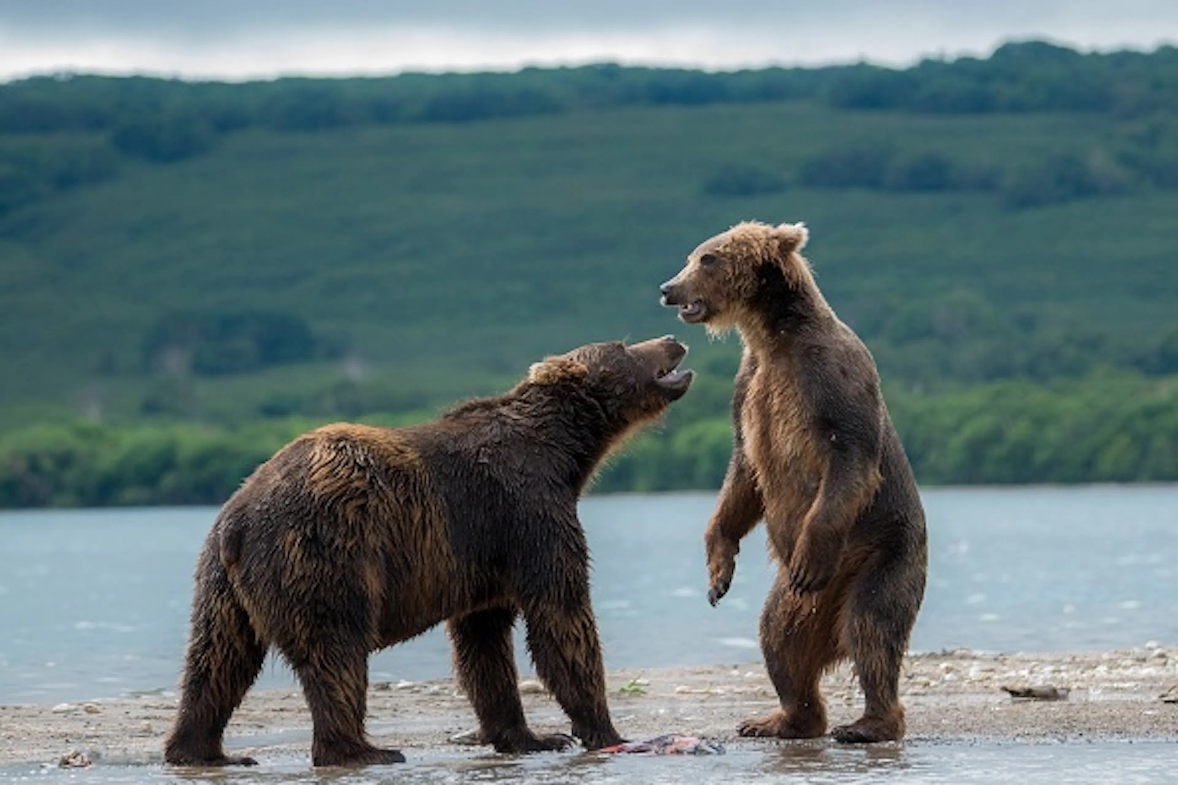Kamchatka brown bears are seen during a daily life at the Kurile Lake in Kamchatka Peninsula volcanic terrain, Russia, August 28, 2017..