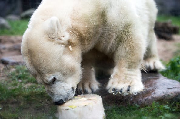 The small polar bear lady Antonia eats an ice cake with fruit and vegetable filling at the zoo in Gelsenkirchen, Germany, 20 December 2017.