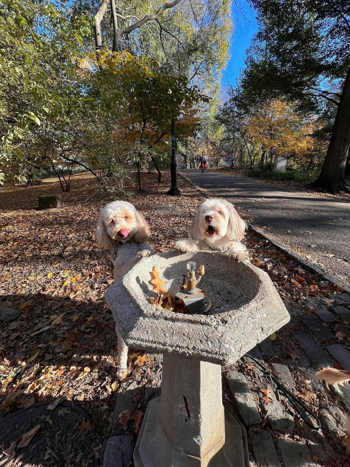 Americans are spending less on what matters to them most: their pets thumbnail