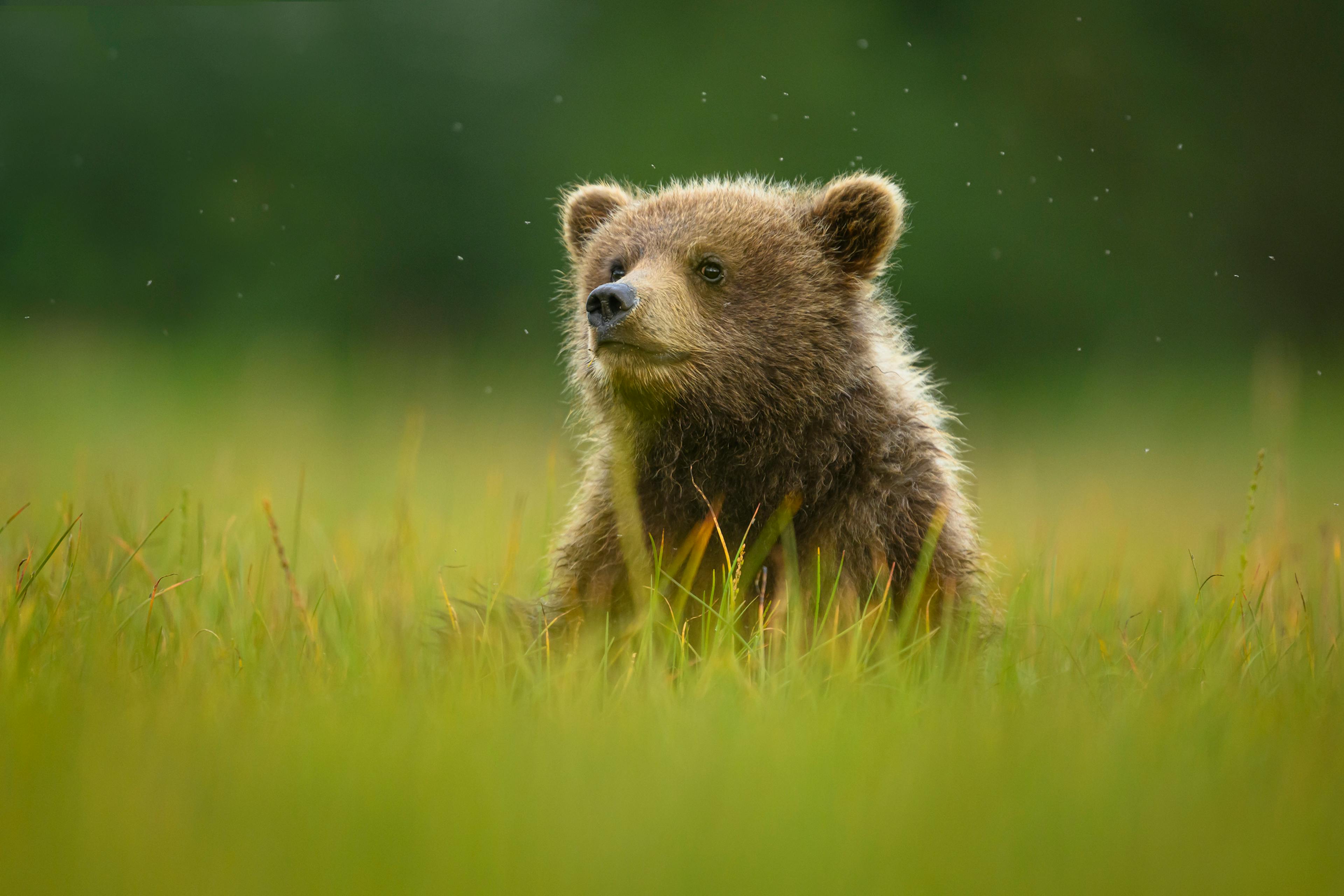 A cute little brown bear cub in a meadow