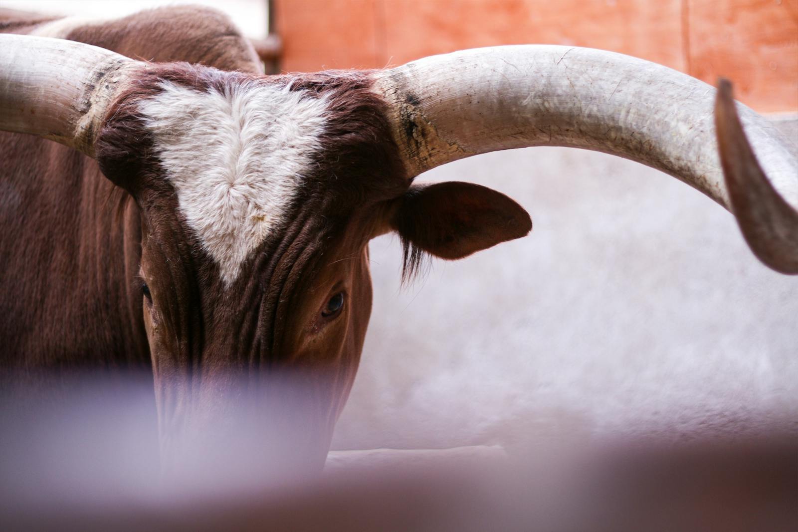 CoreWeave tanks as options bulls disappear thumbnail