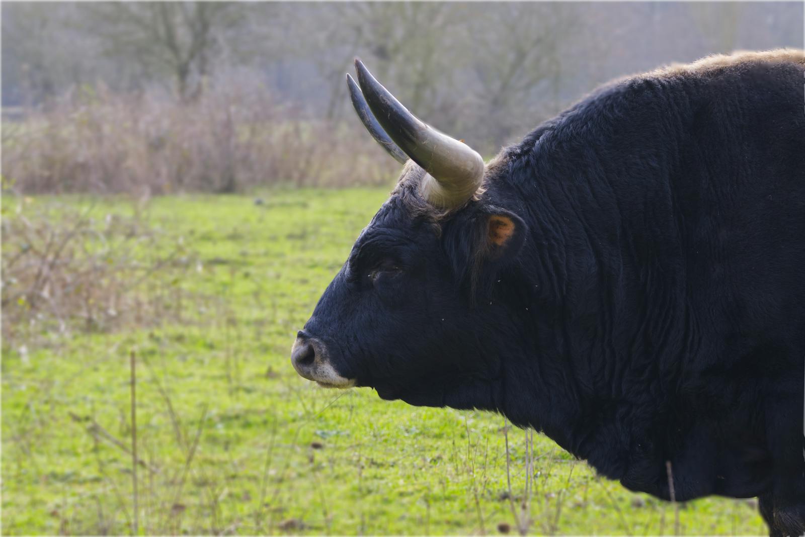 Market wrap: S&P 500 rallies, bonds sink on strong jobs report thumbnail