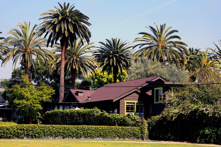 A Craftsman style home surrounded by palm trees