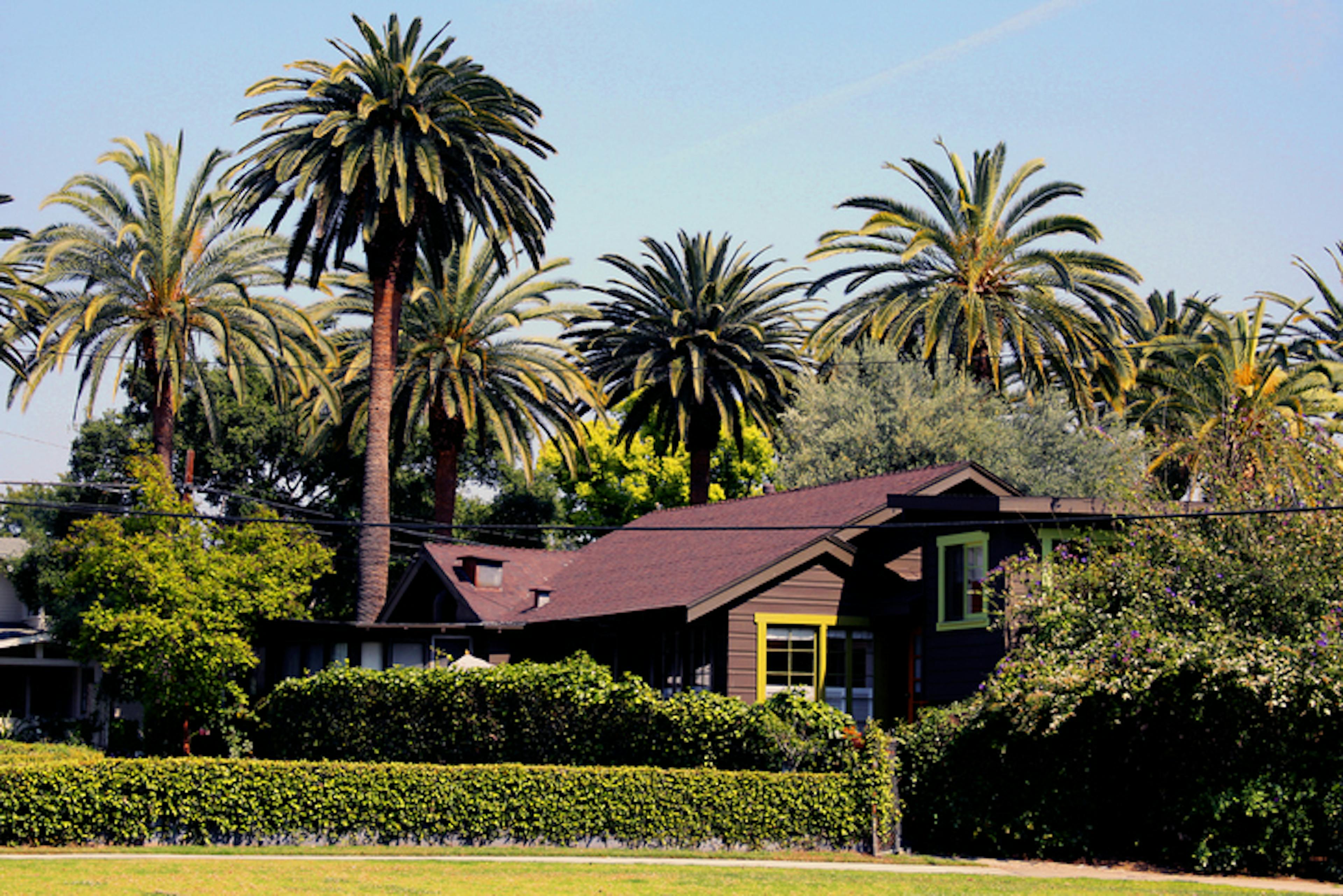 A Craftsman style home surrounded by palm trees