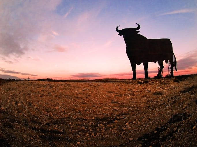 Sunset Bull
