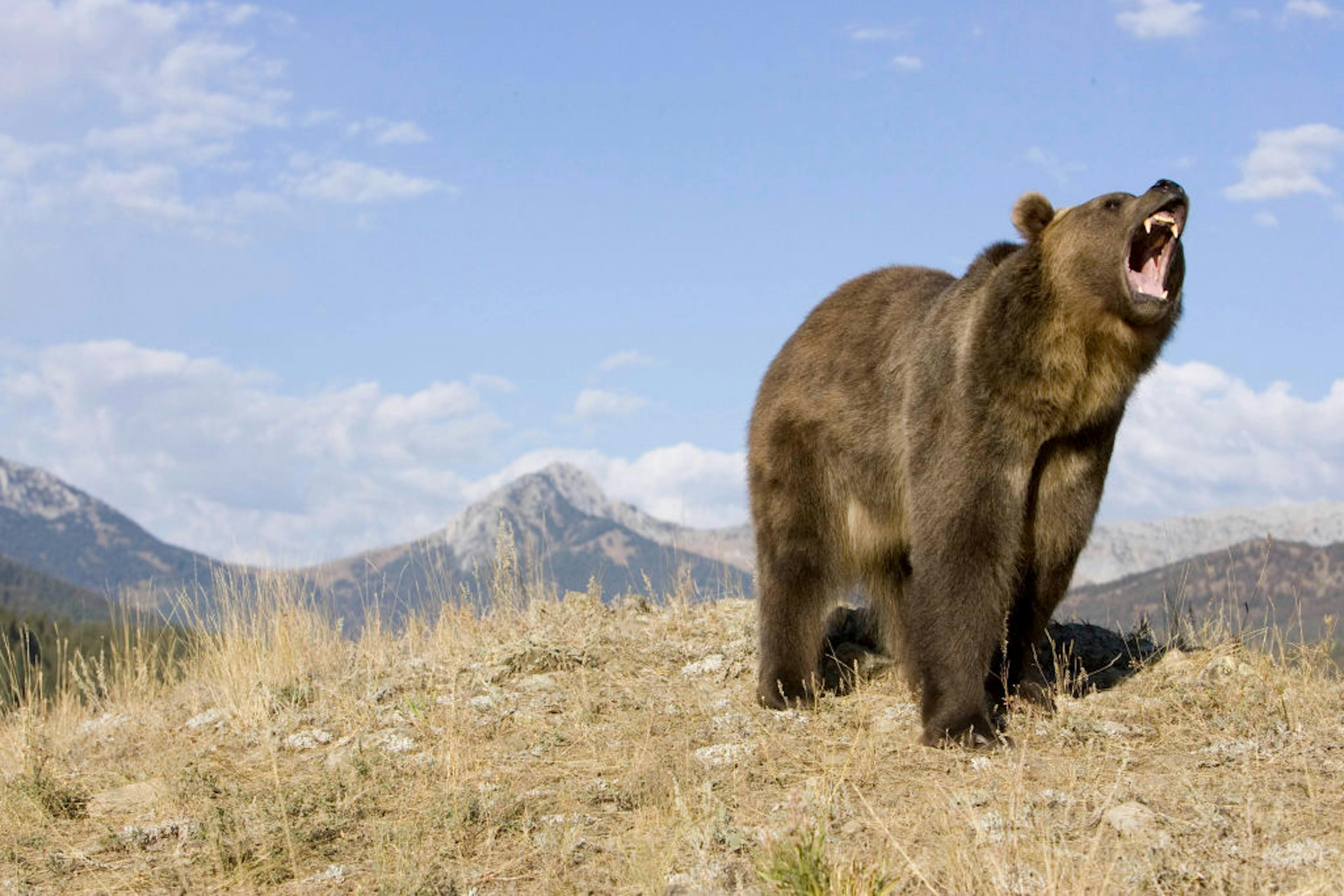 Grizzly bear growling USA.