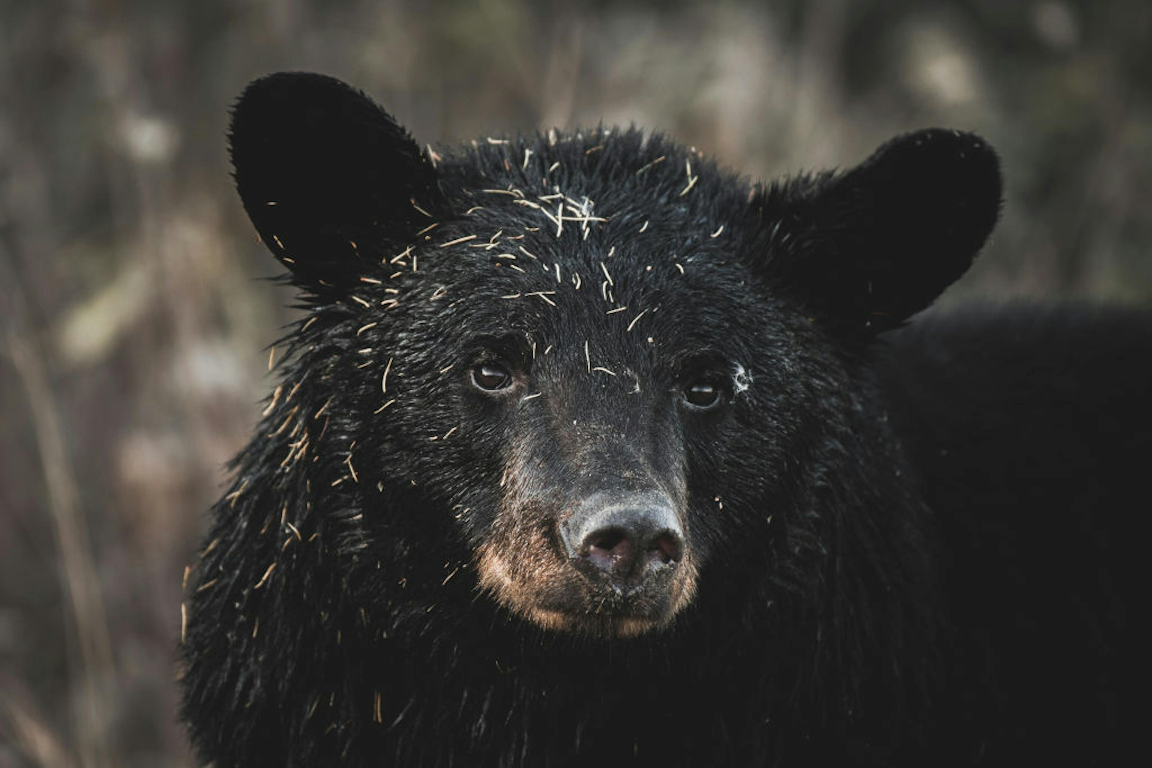 Black Bear in Yukon Territory