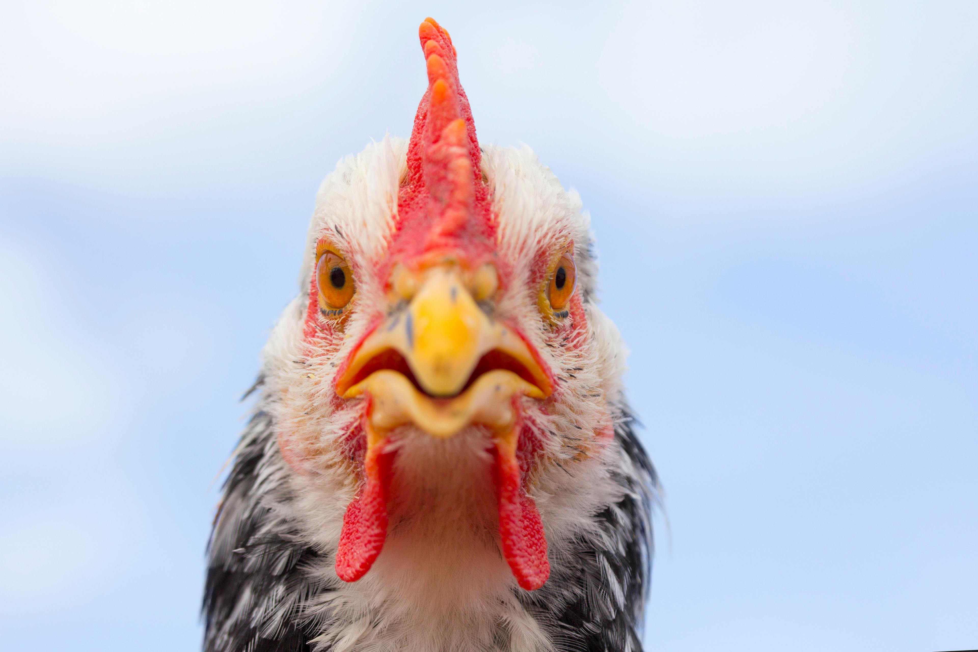Hen portrait