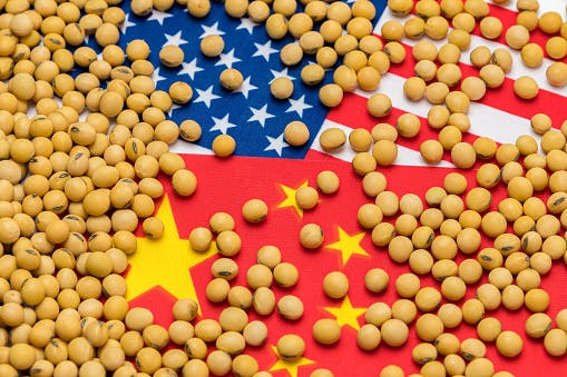 China could start making “substantial” purchases of US soybeans, America’s biggest agricultural export thumbnail