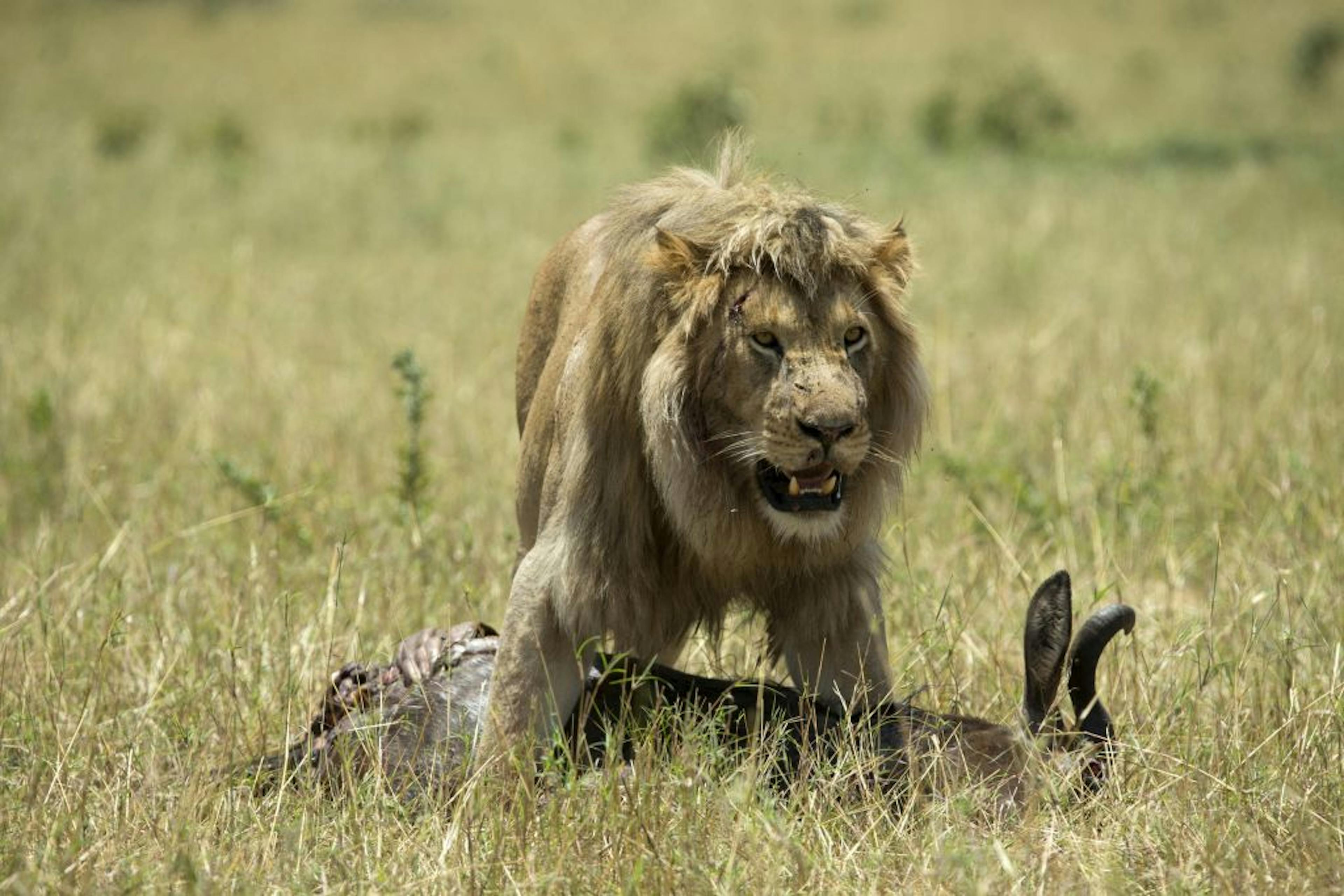 Lion (Panthera leo) with wildebeest kill in savanna. Masai Mara National Park. Kenya.