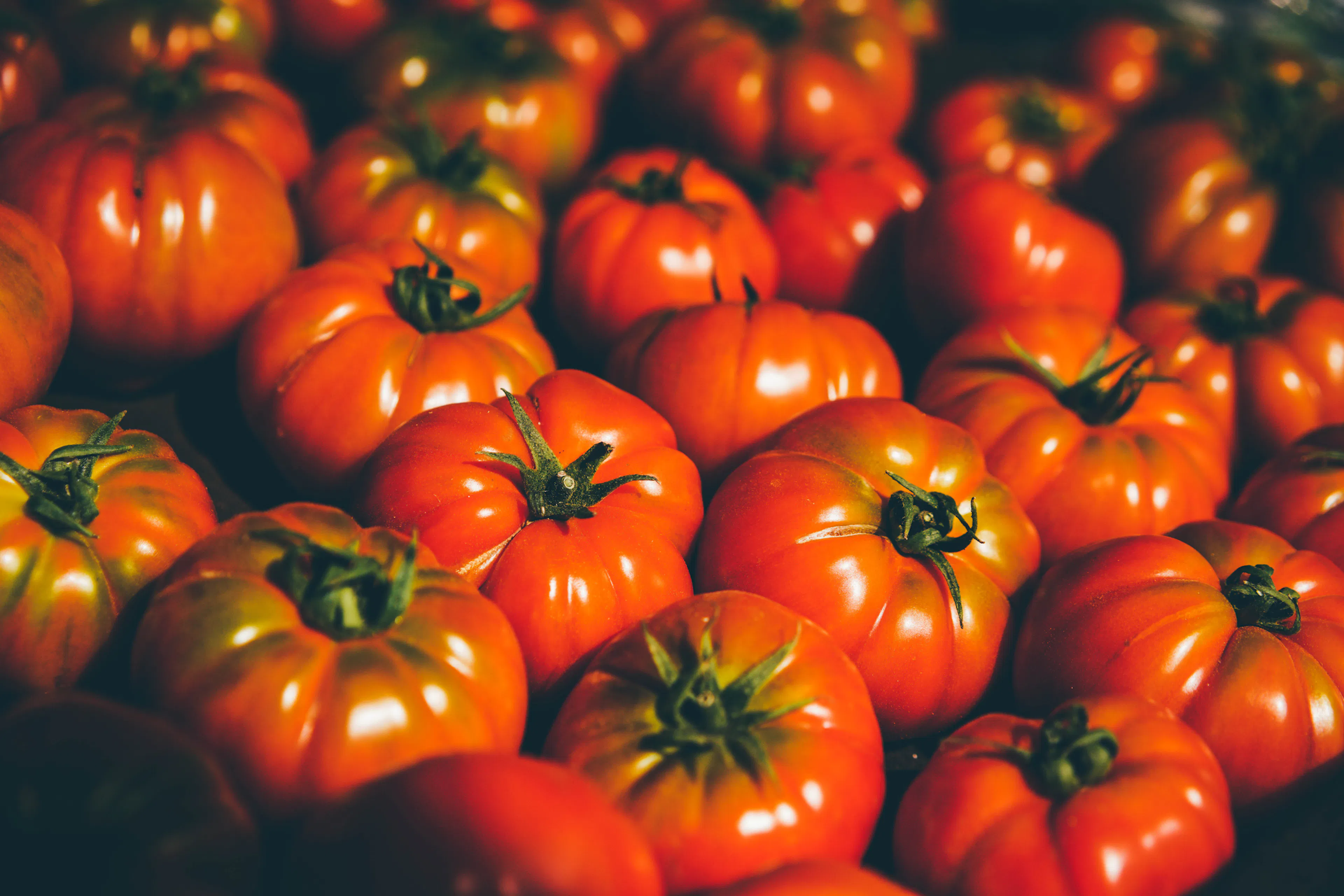 Fresh organic tomato closeup.