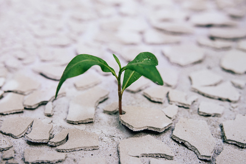 Seedling on dry dirt.