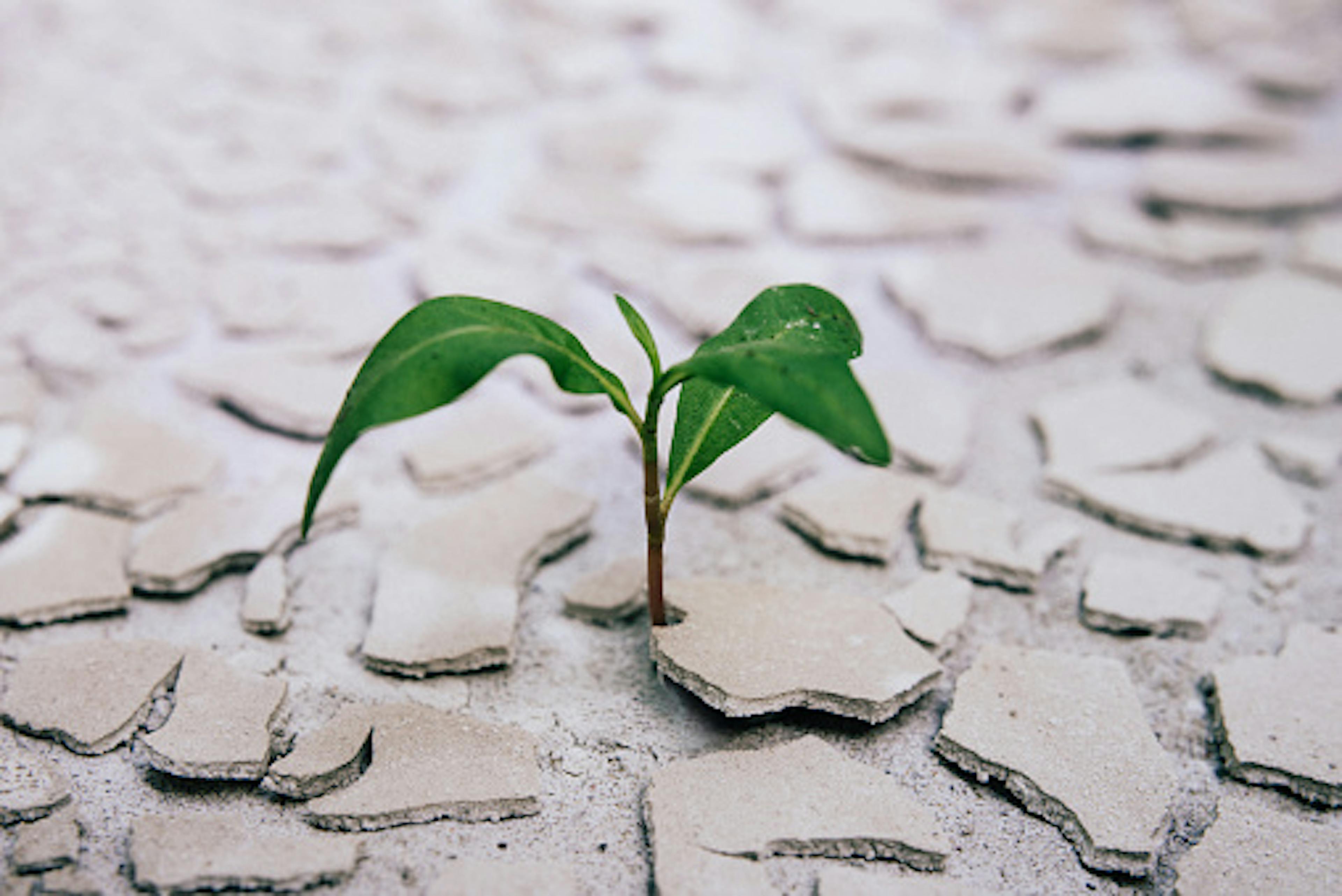 Seedling on dry dirt.