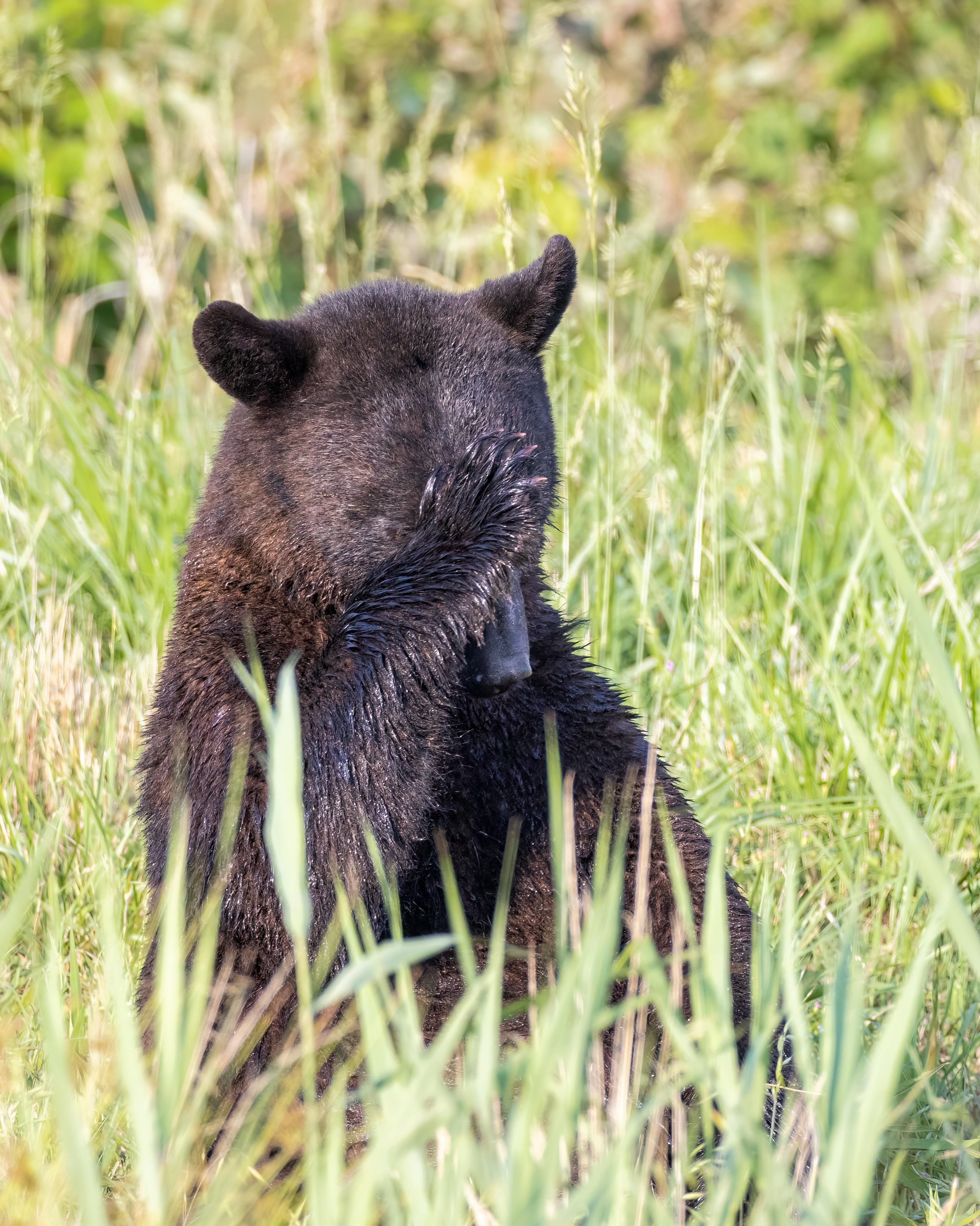 Black Bear with Hand on Head