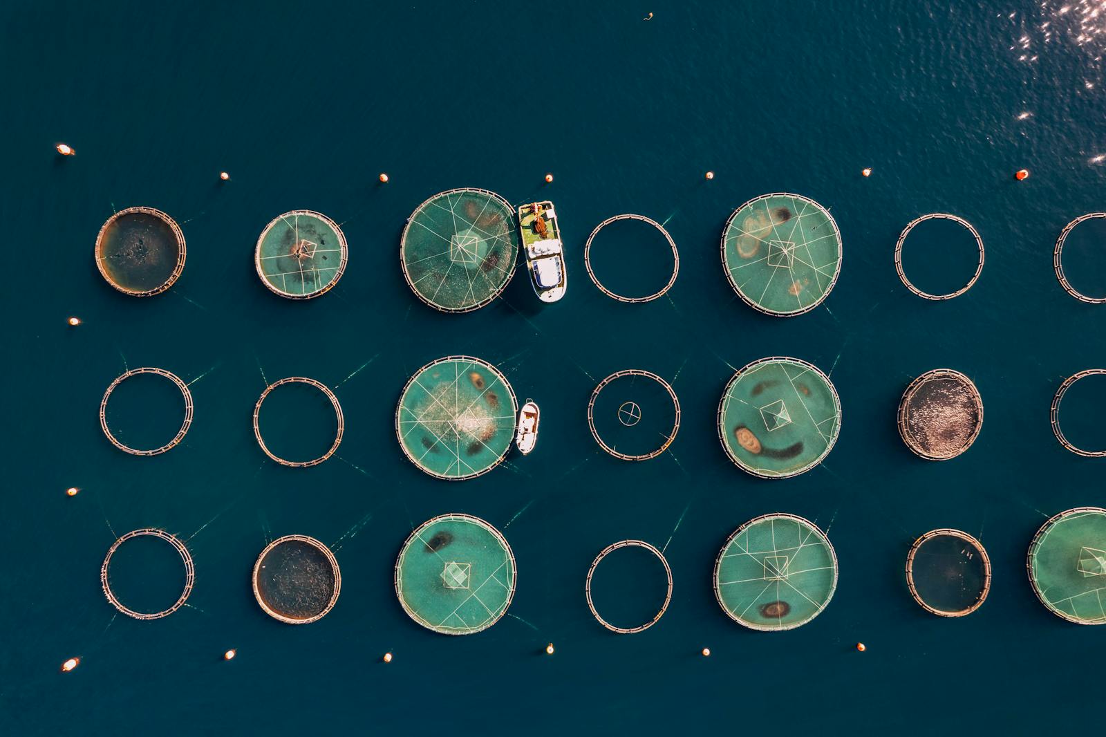 We now farm more fish than we catch thumbnail