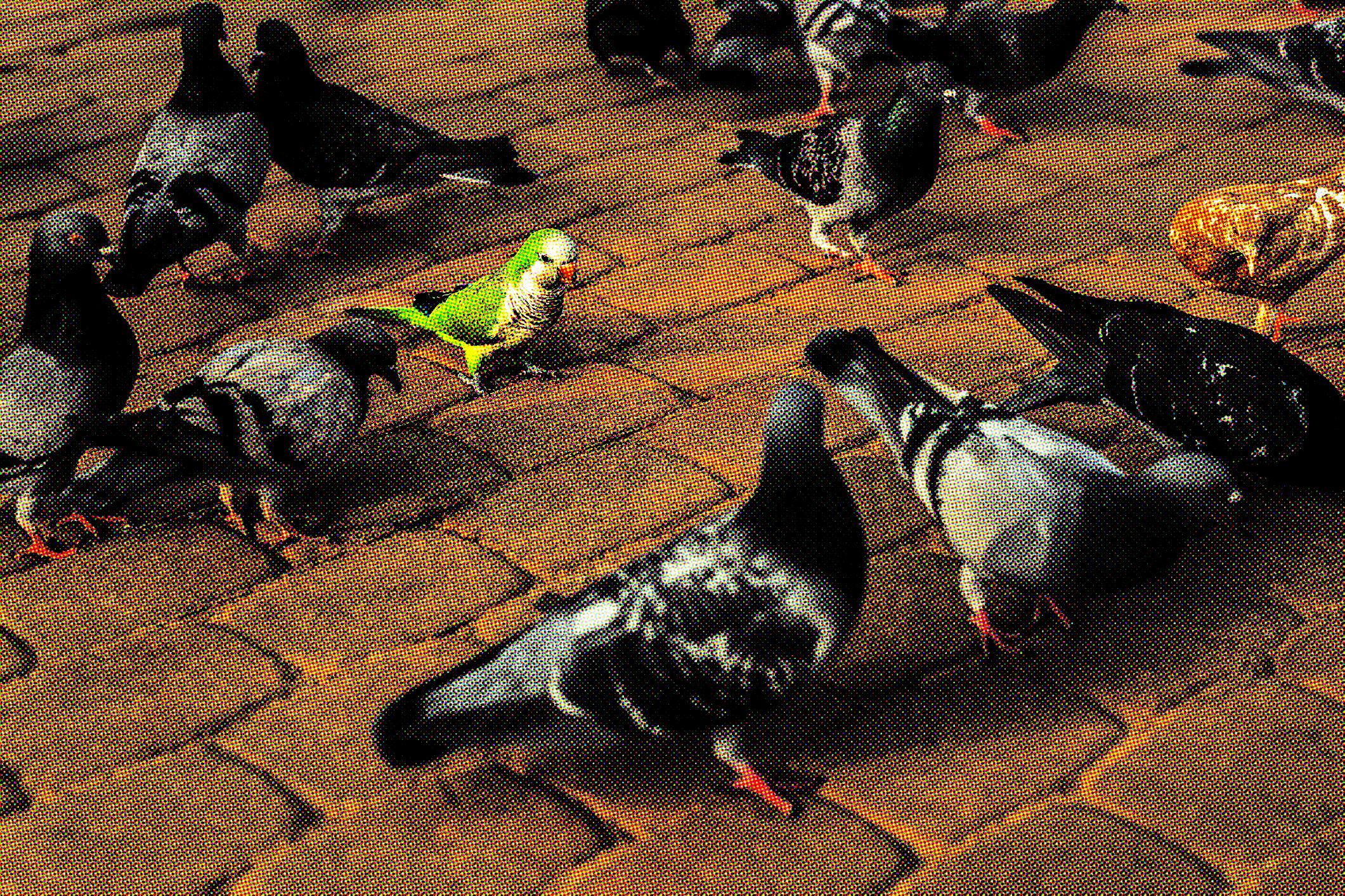 Parakeet among pigeons on cobblestone sidewalk