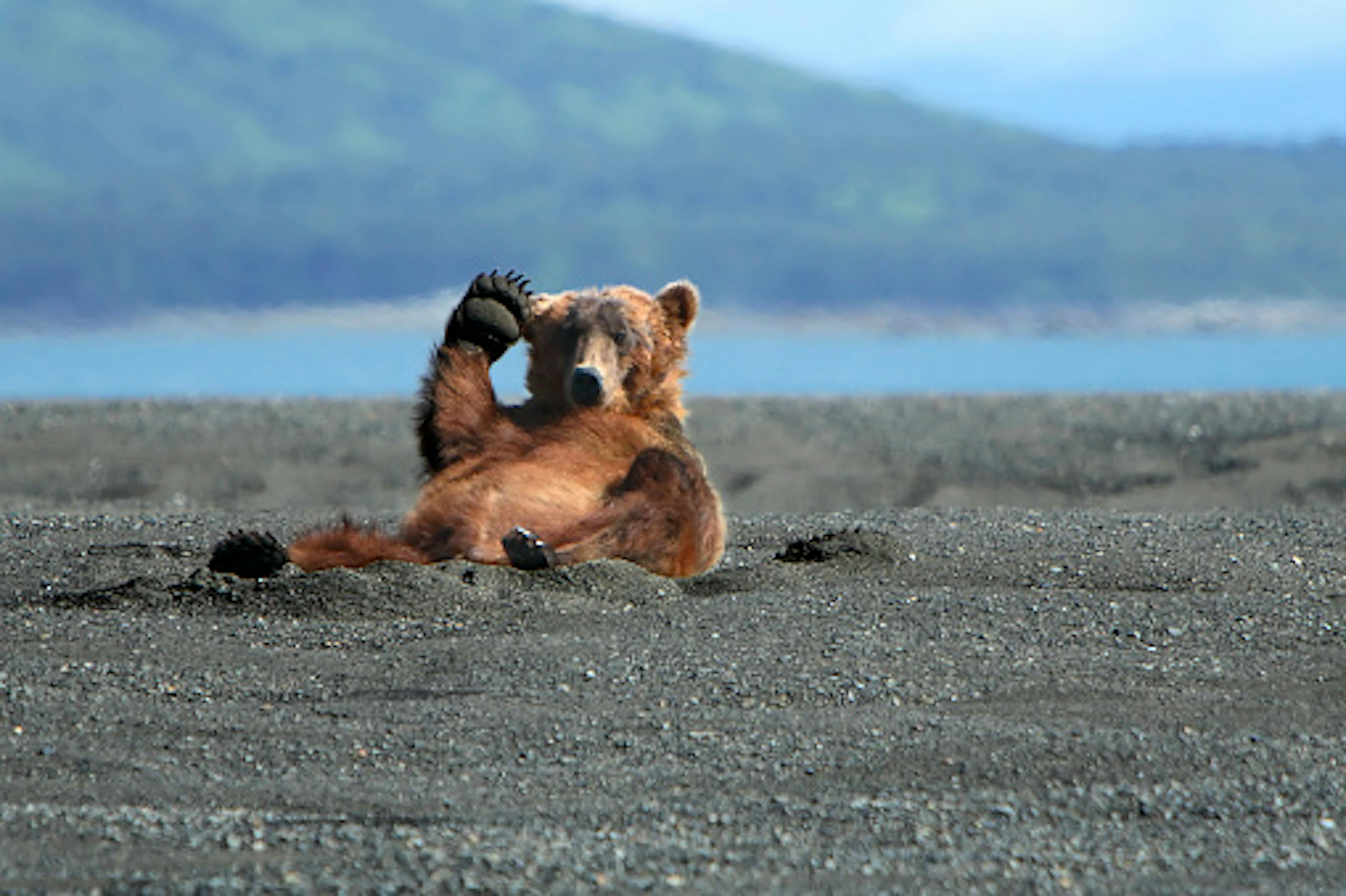Alaskan Coastal Brown bear waving