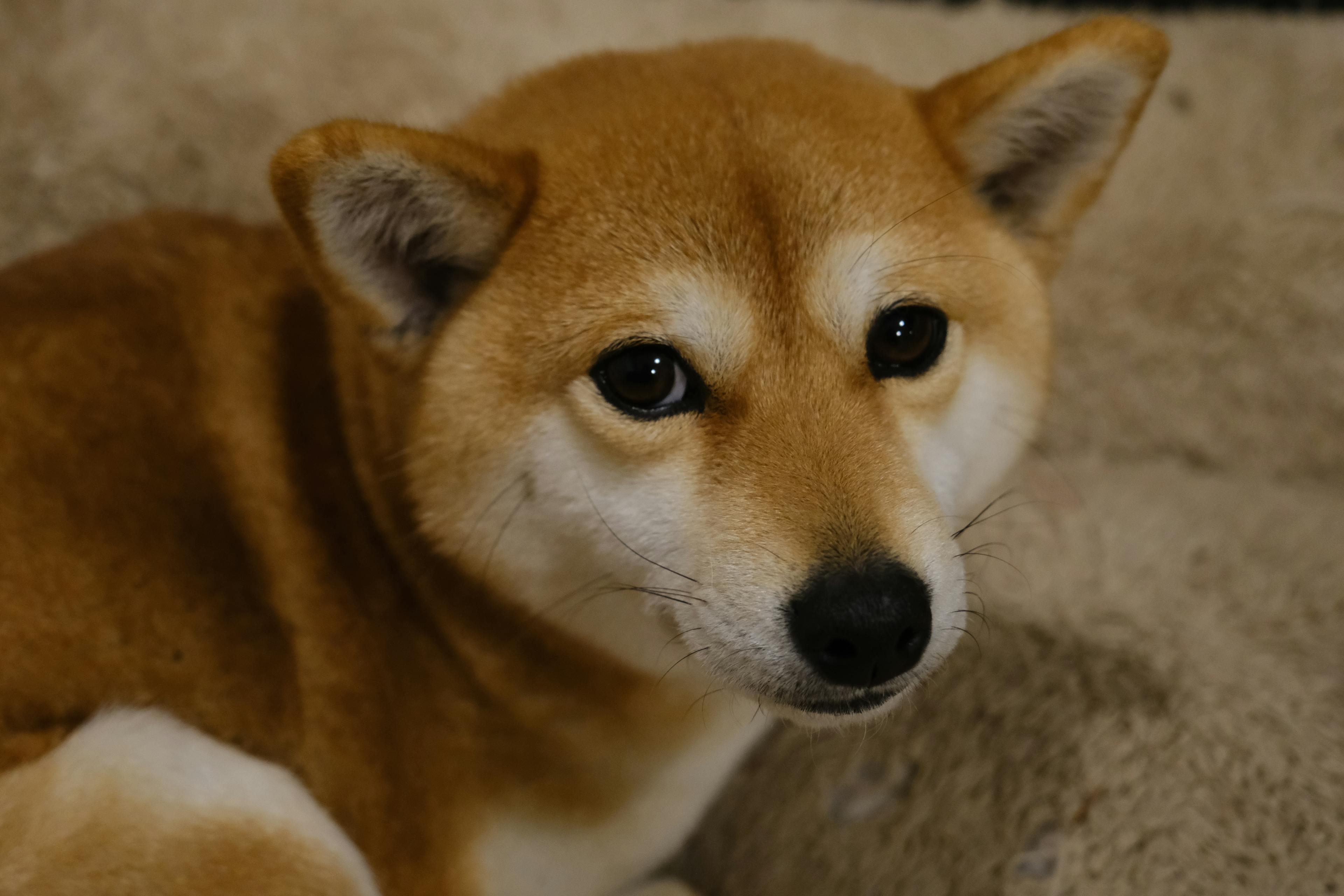 Shiba Inu