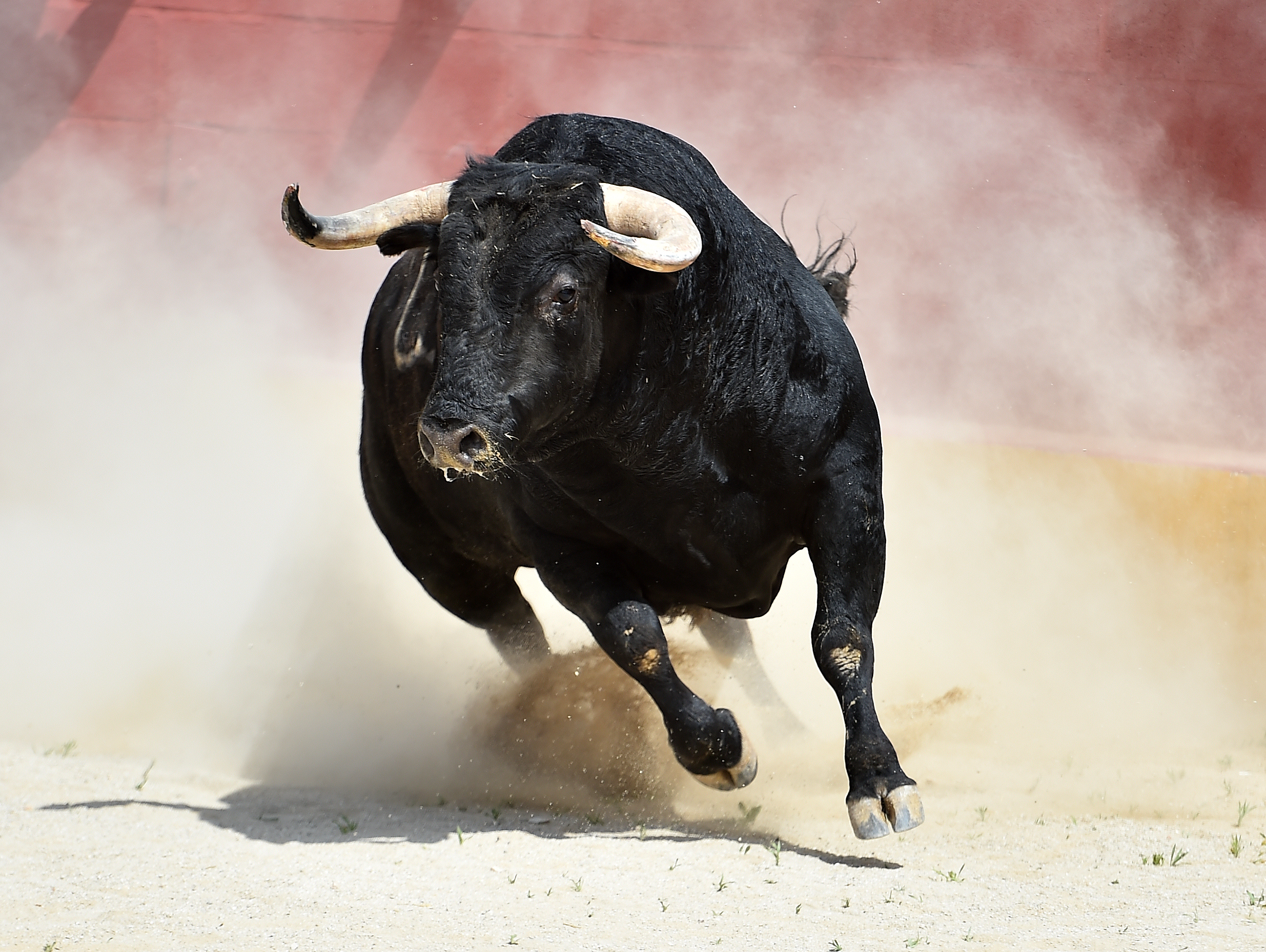 Cowboy Riding Bucking Steer