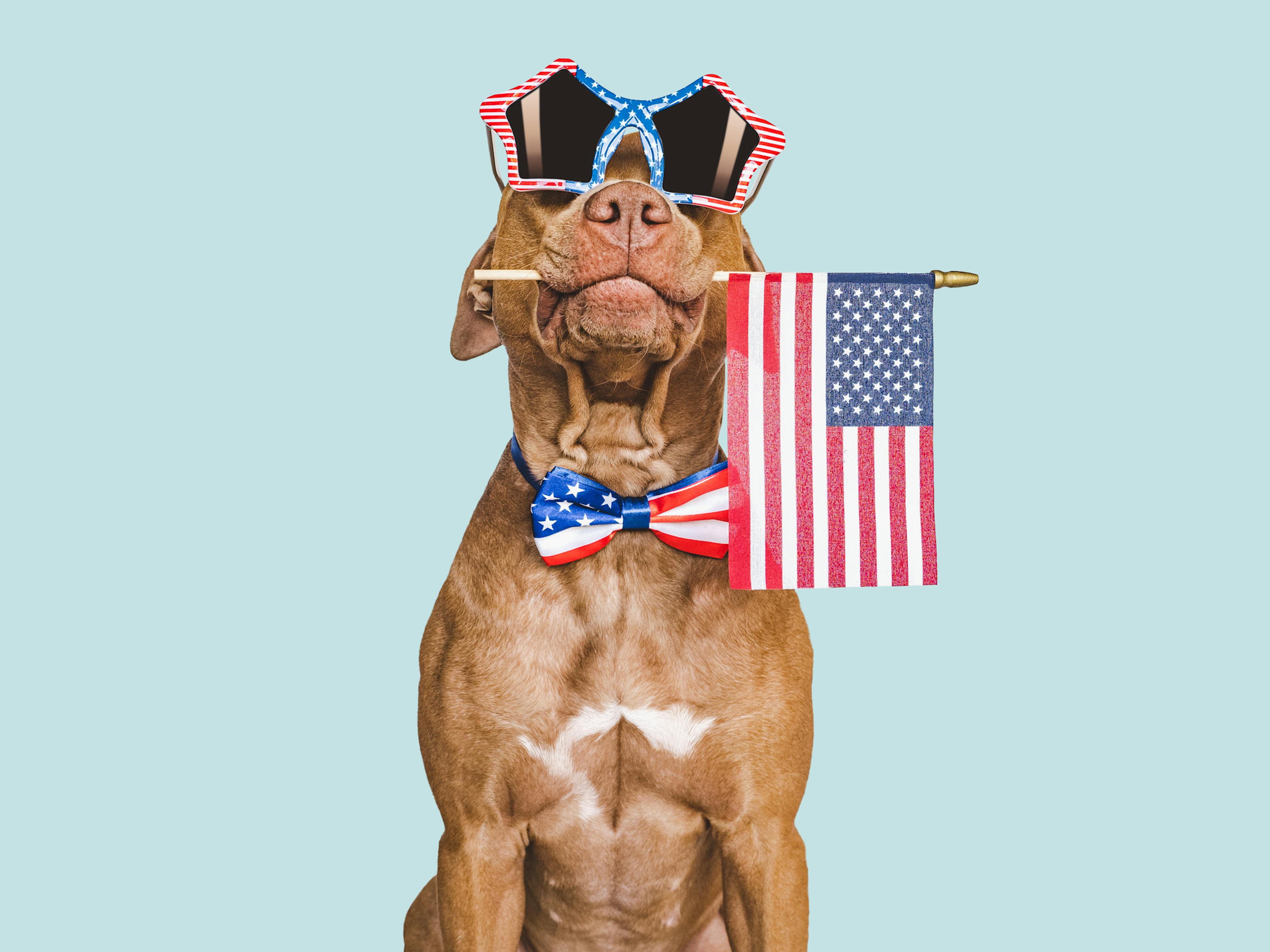 Cute brown puppy, sunglasses and American Flag