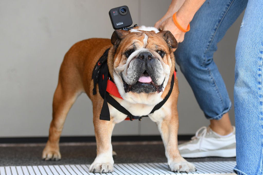 Add GoPro to the list of mooning meme stocks thumbnail