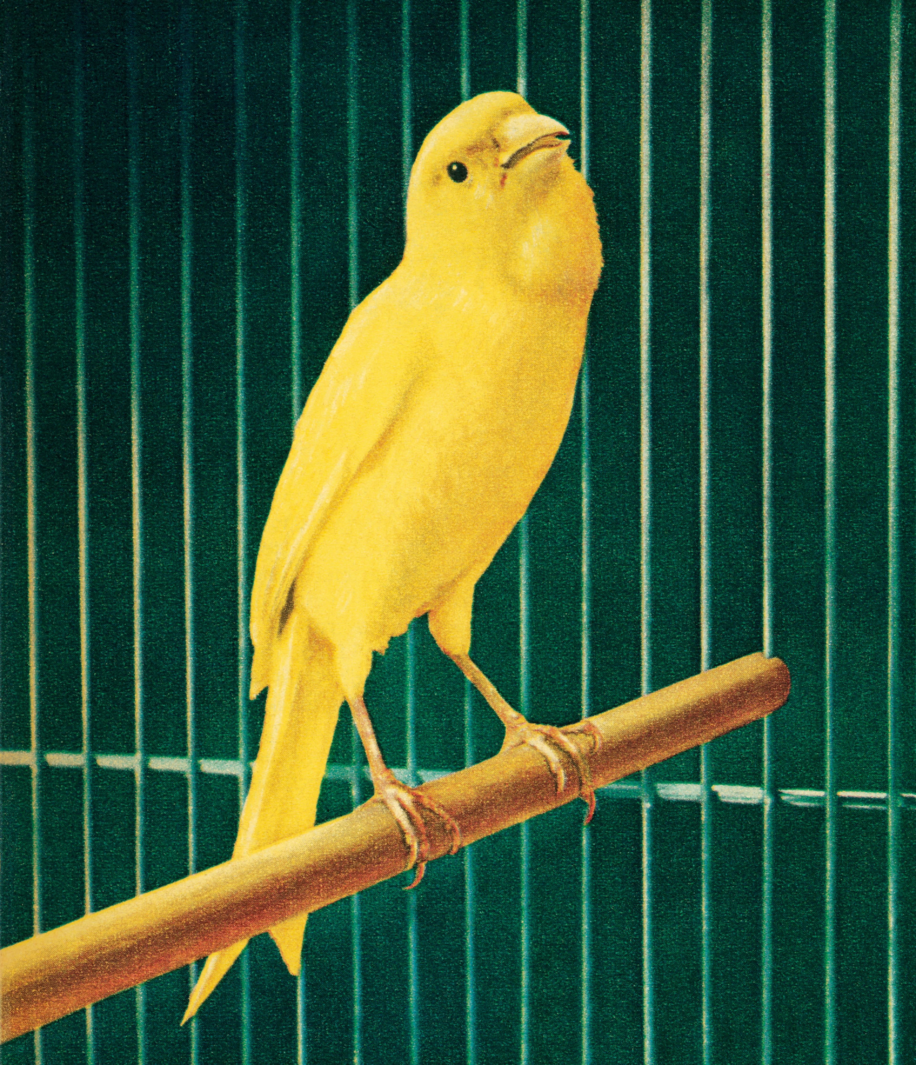 Yellow Bird in Cage