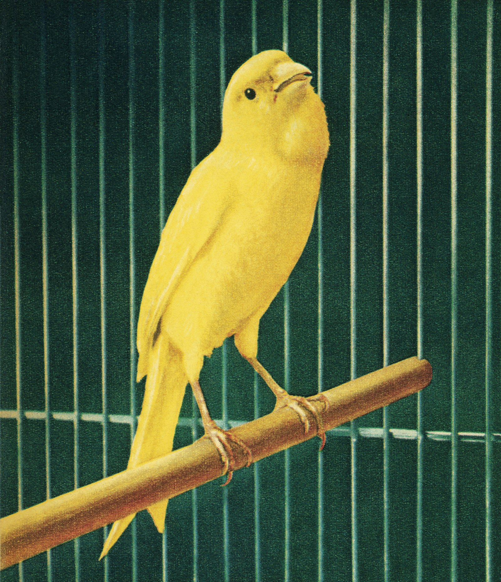 Canary XRP ETF nets record trading volume of all ETFs launched this year -  Sherwood News