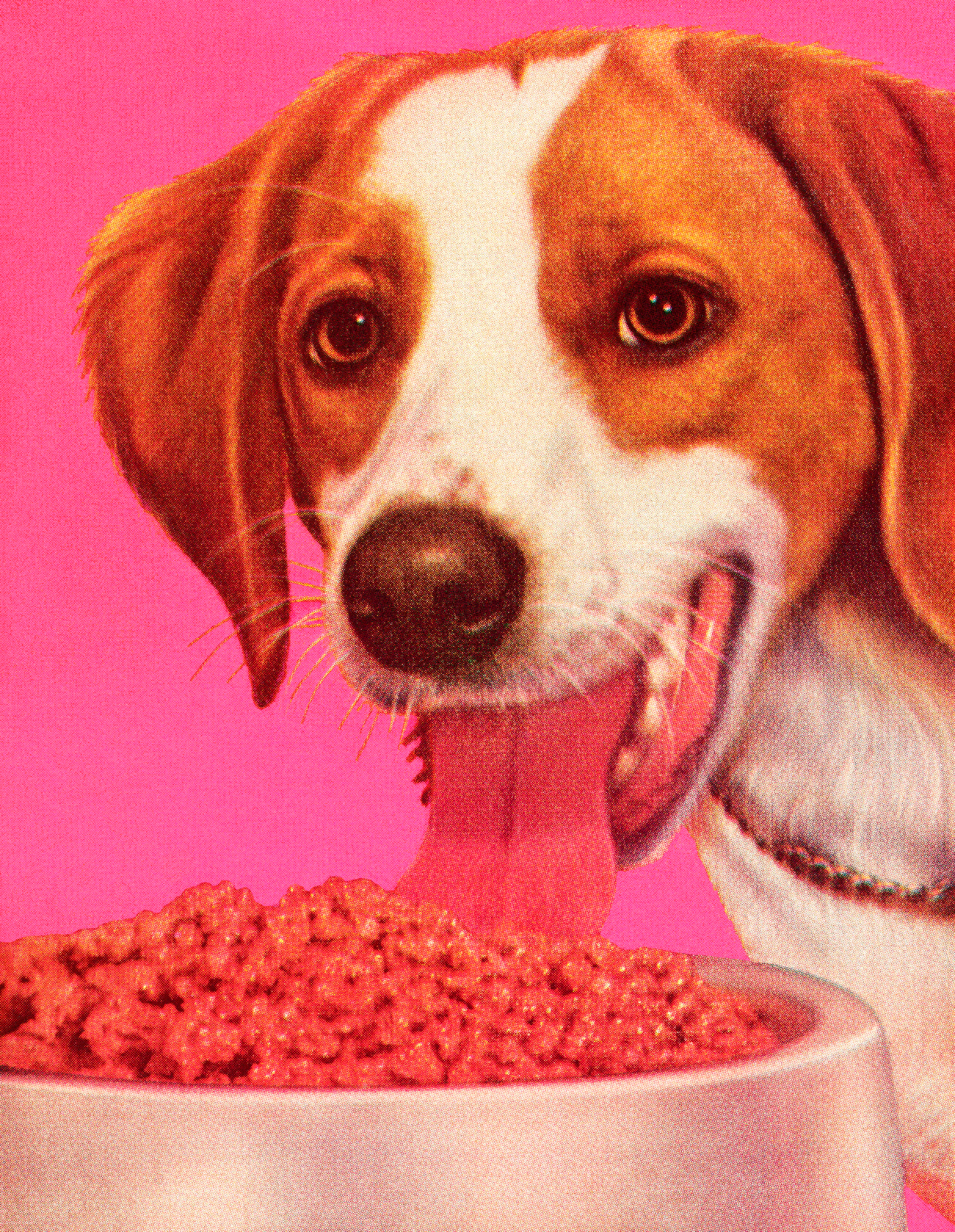 Dog Eating Dog Food