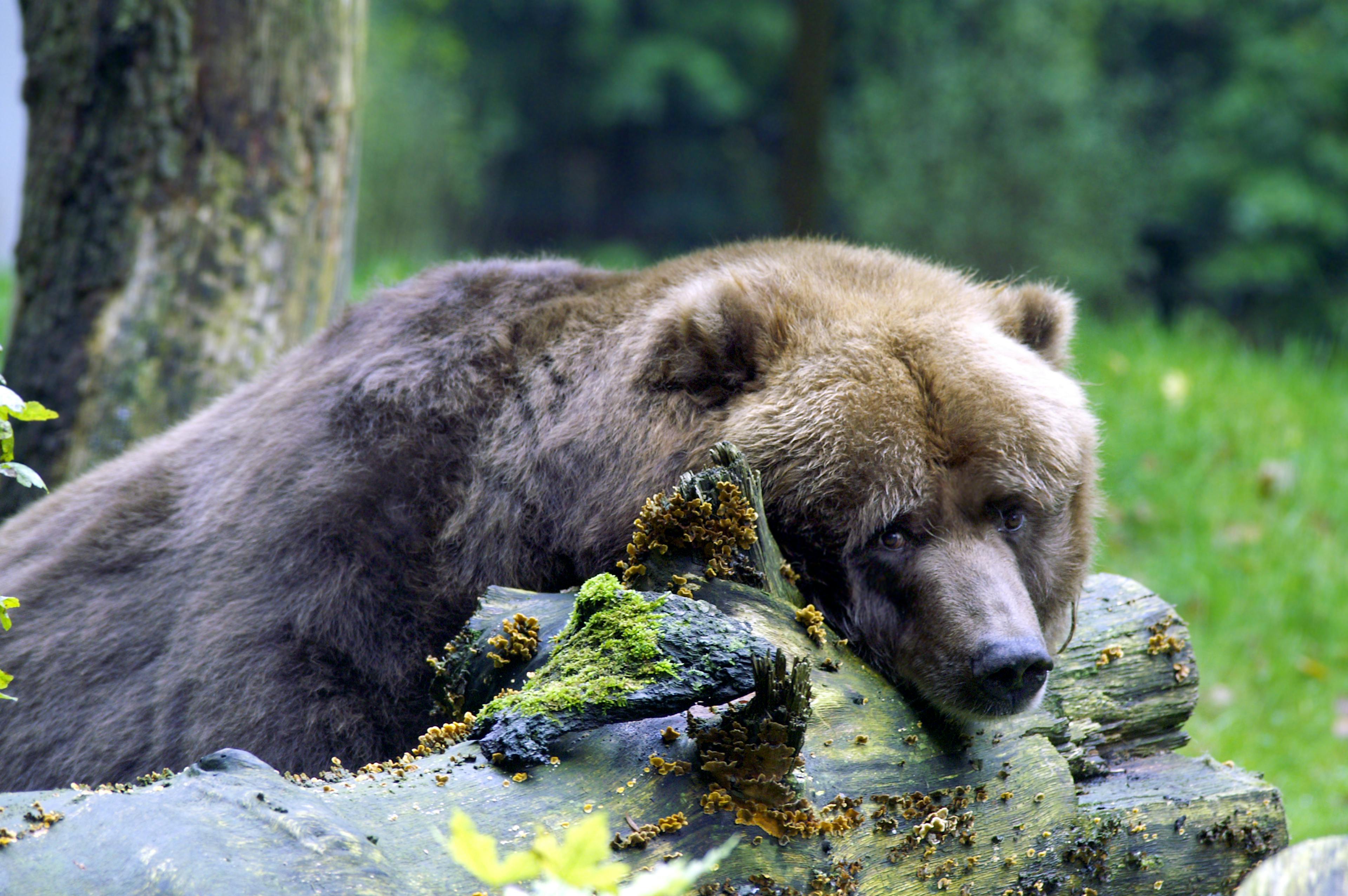Sad brown bear