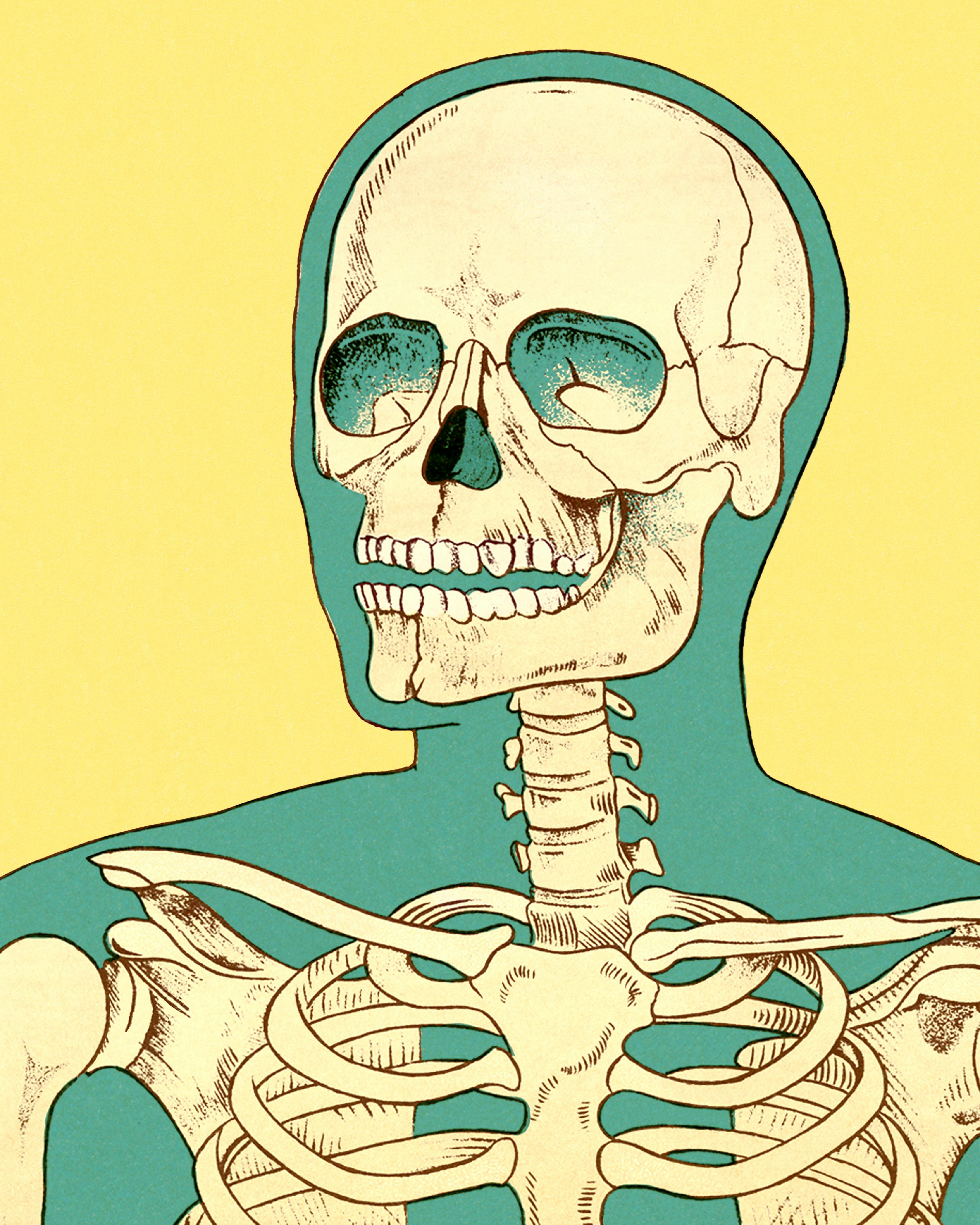 Close-up of Human Skeleton