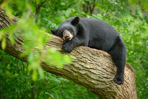 Large Black Bear Sleeping in Tree