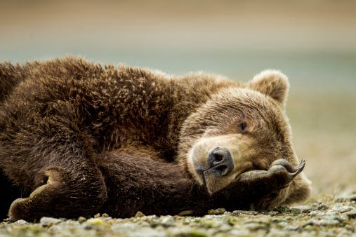 Brown Bear, Katmai National Park, Alaska