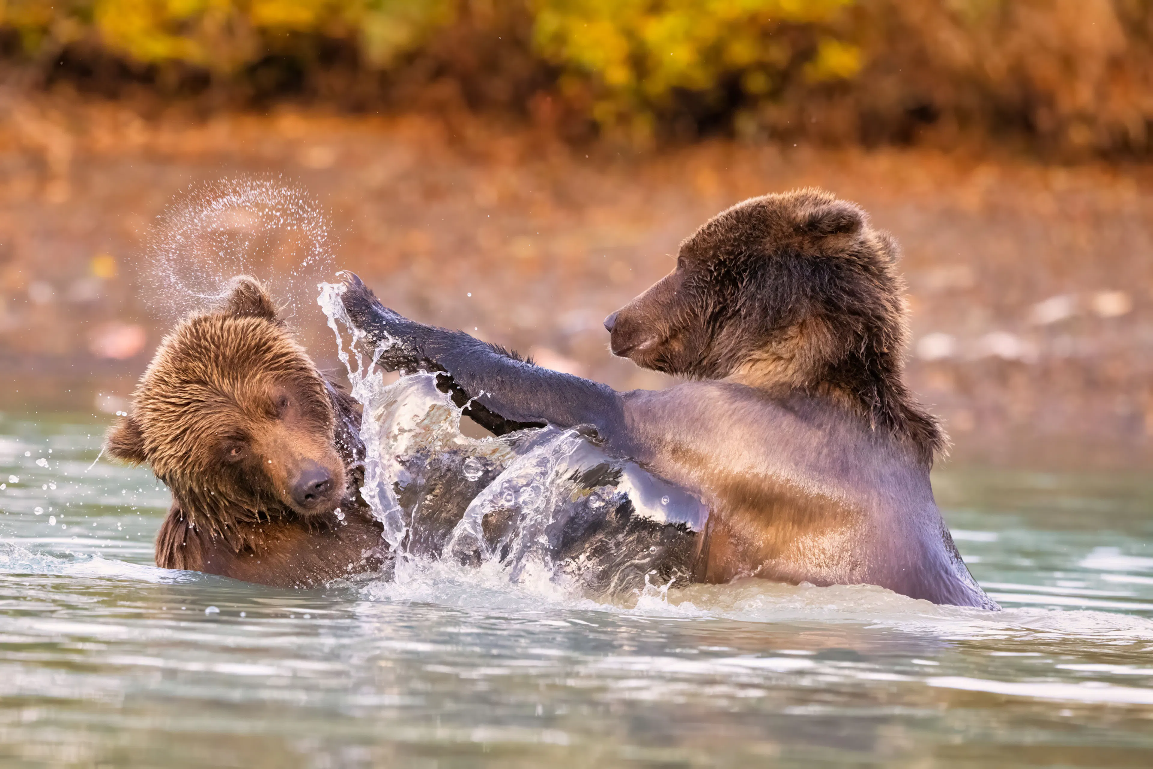 Alaskan Brown Bears (Ursus horribilis) fighting in a river